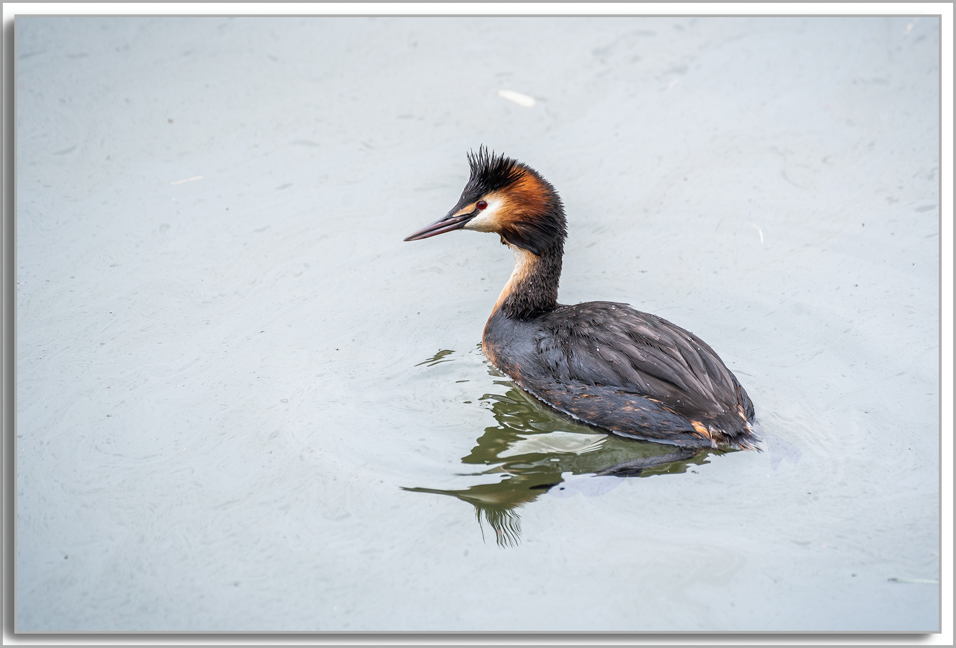 Grèbe huppé - Podiceps Cristatus