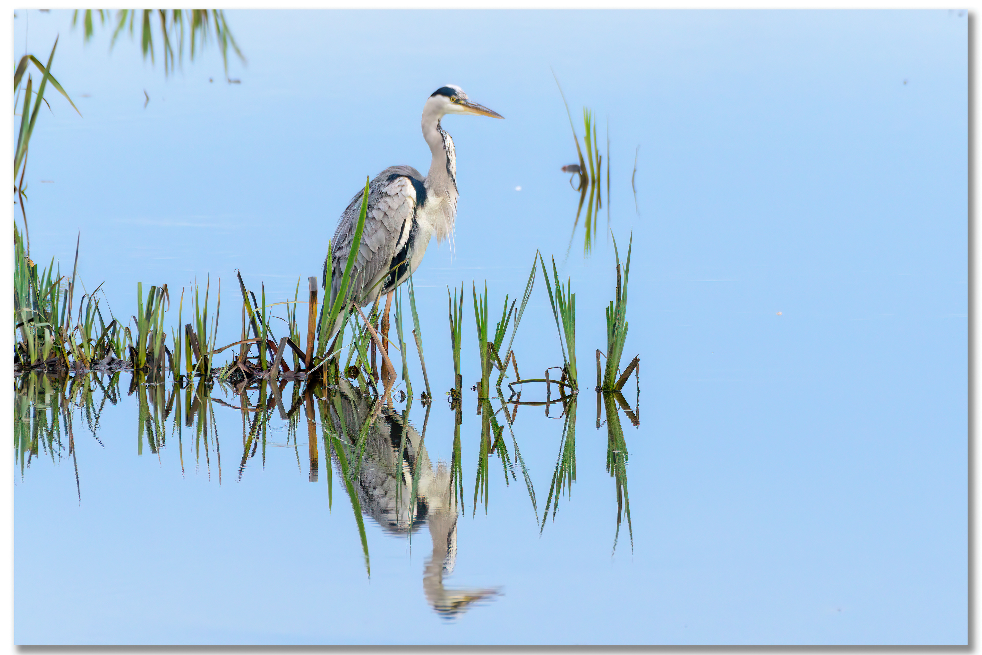 Héron cendré - Ardea Cinerea