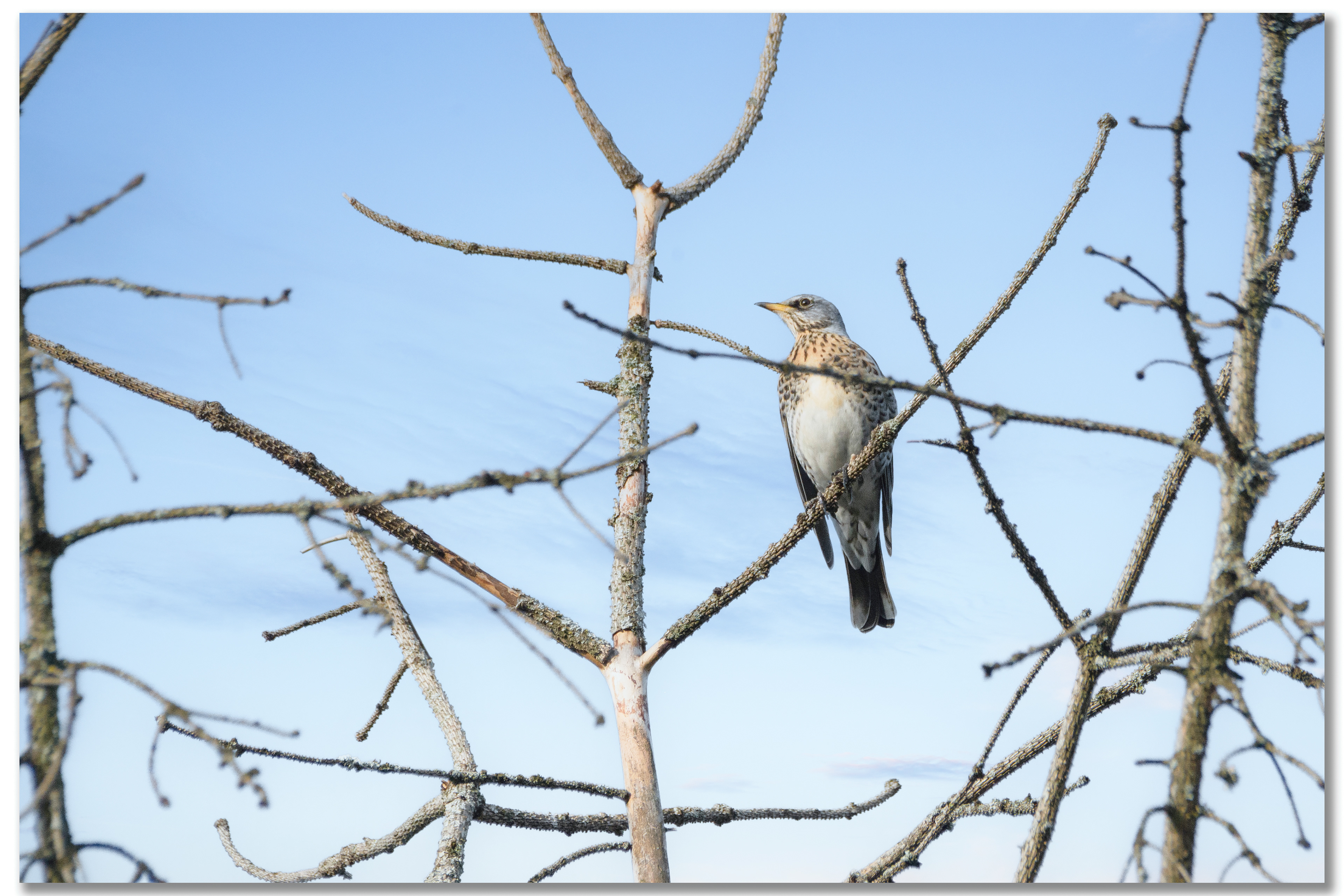 Grive litorne - Turdus pilaris
