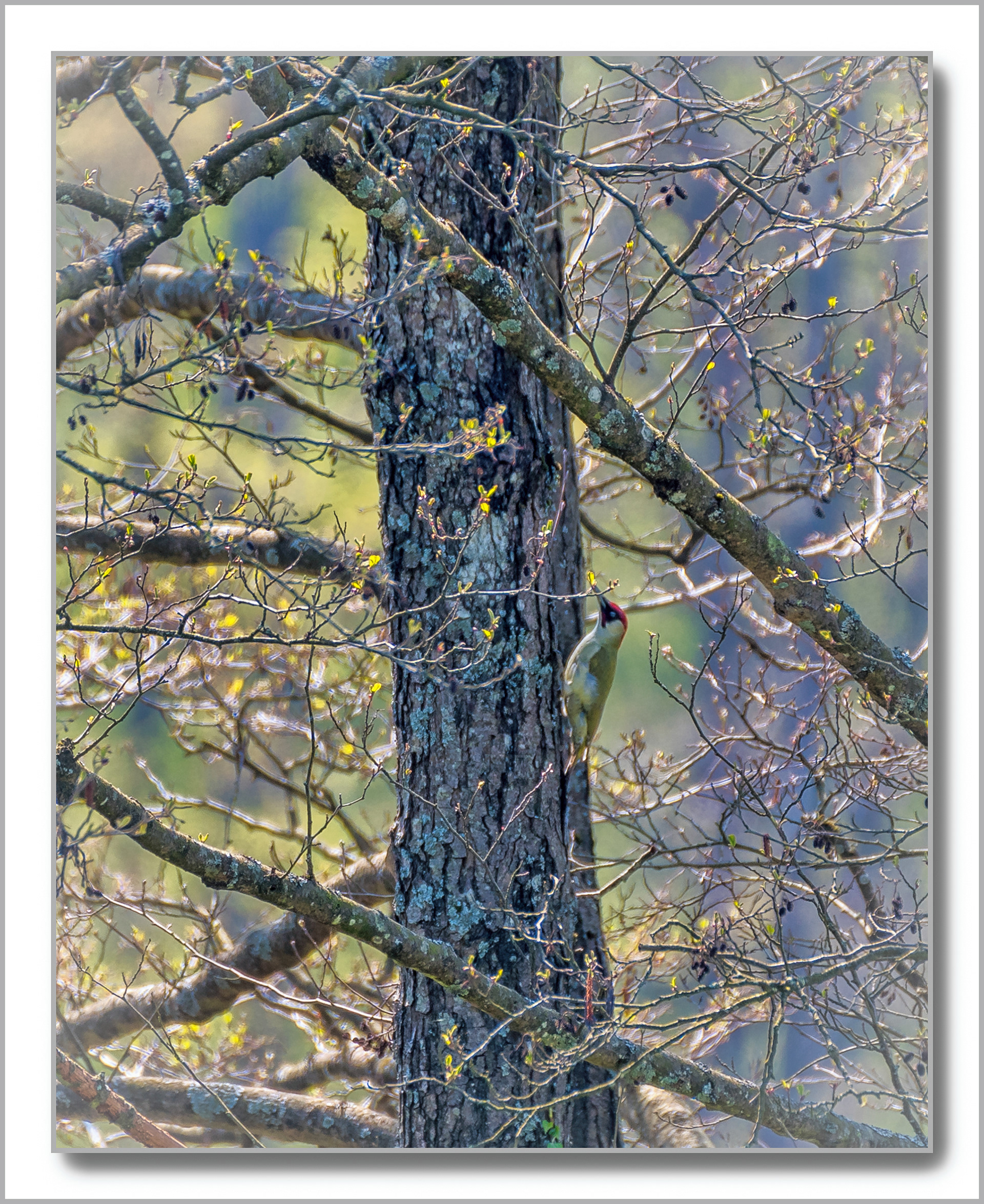 Pic vert - Picus viridis