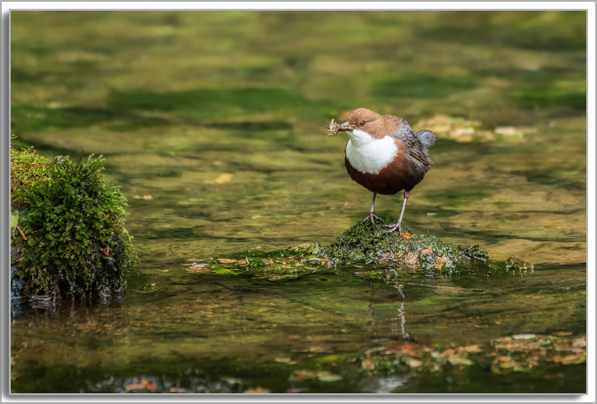 Cincle plongeur - Cinclus cinclus