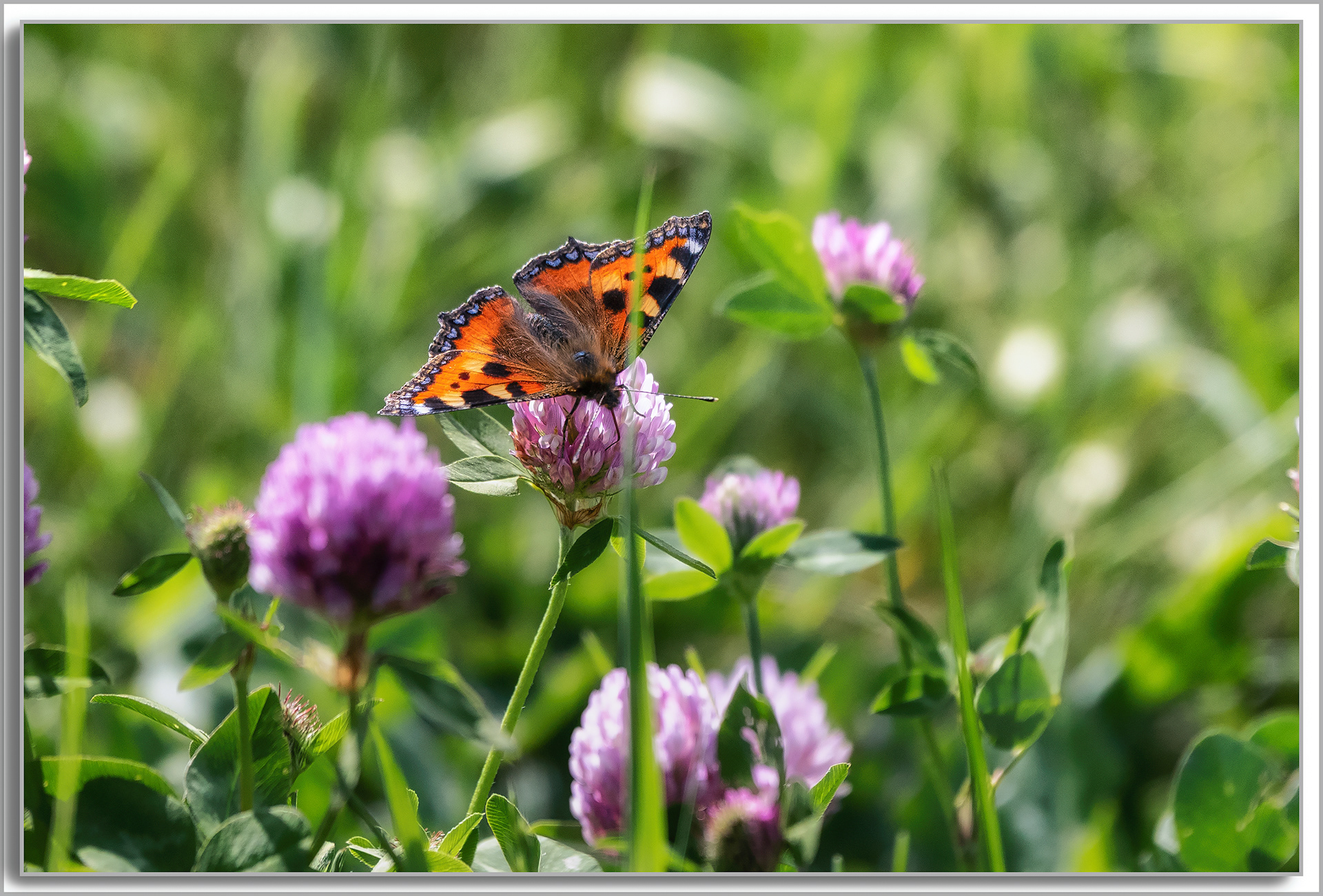 La petite Tortue - Aglais urticae,