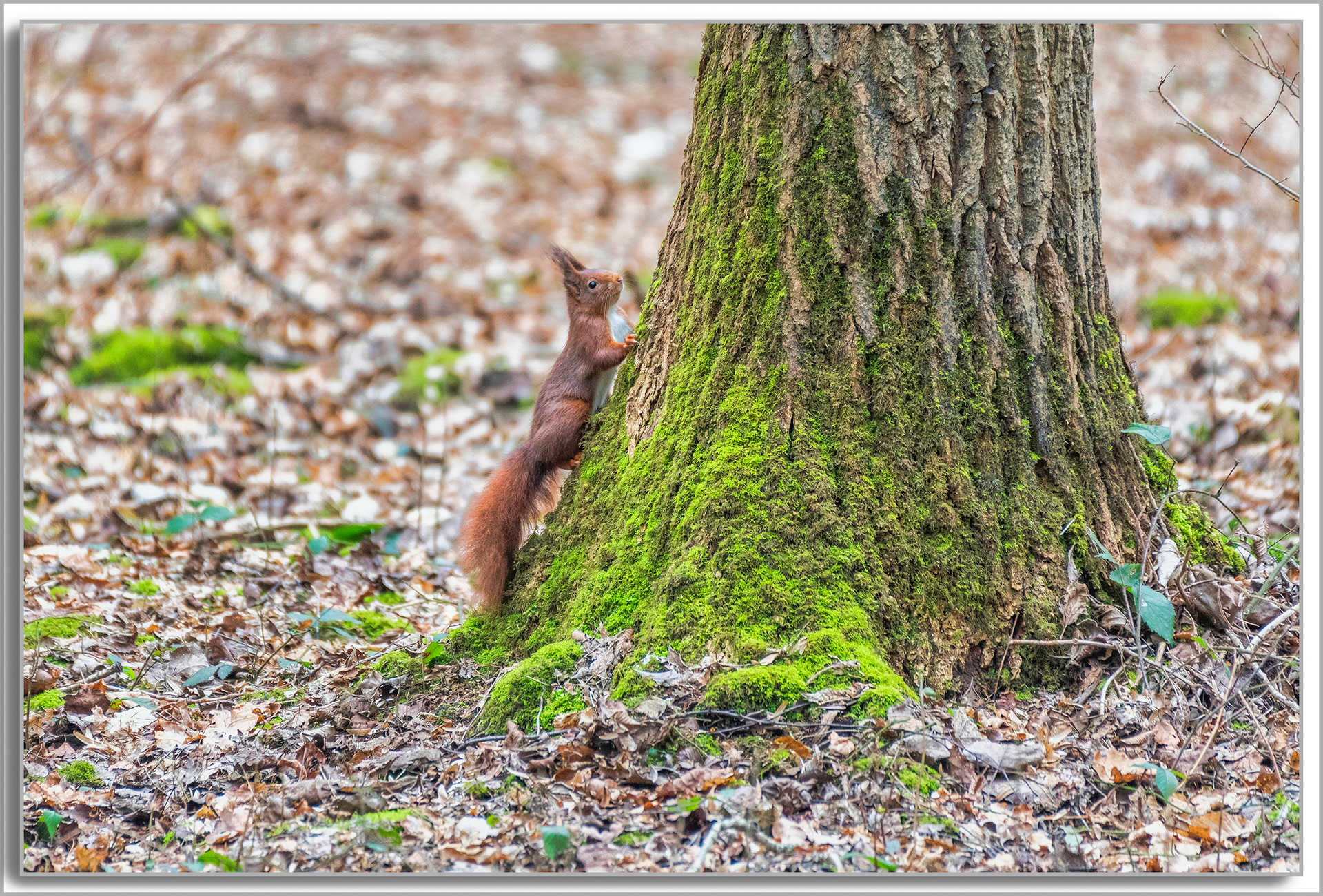 Ecureuil roux d'Europe - Sciurus vulgaris