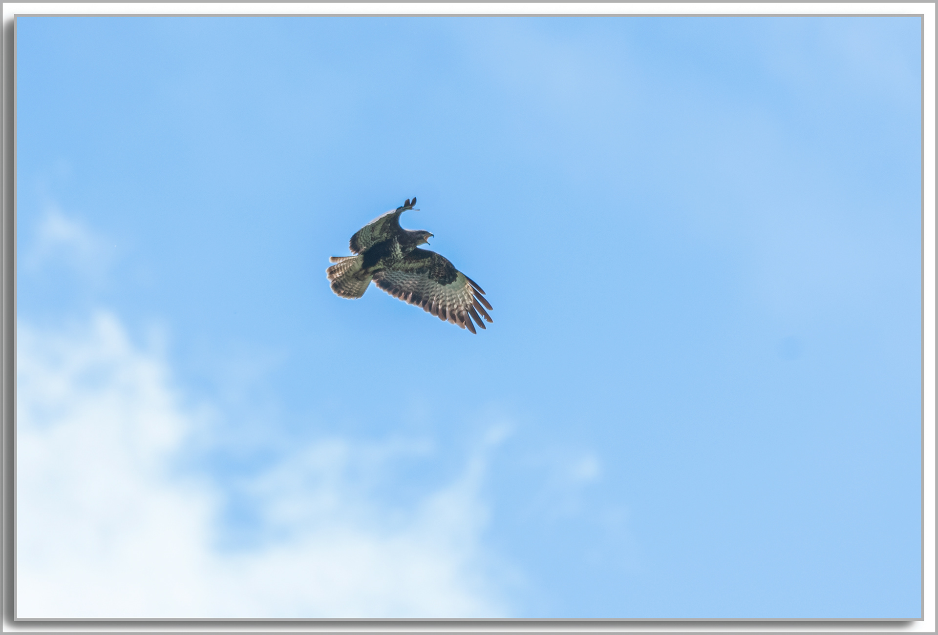 Buse variable - Buteo Buteo