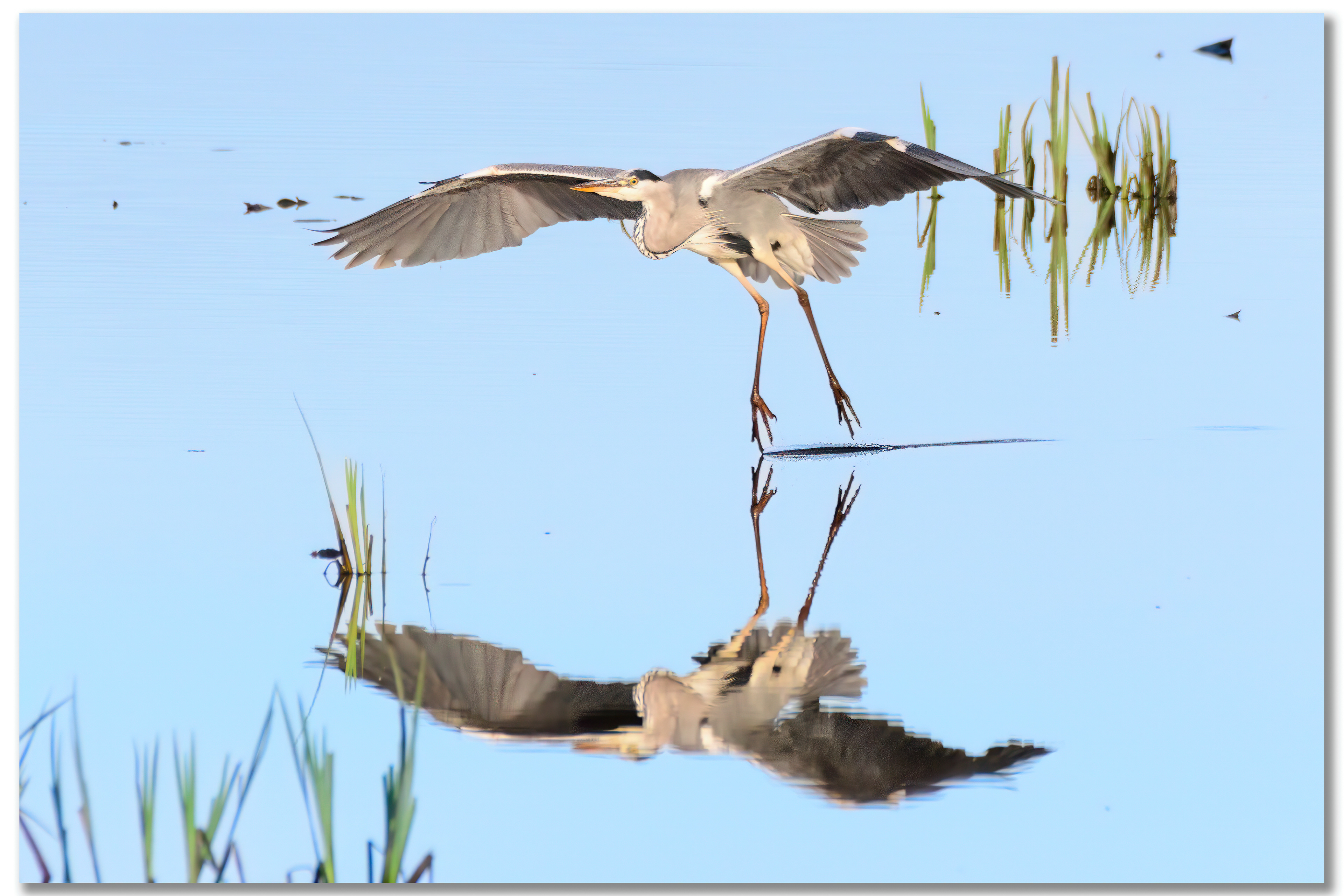 Héron cendré - Ardea Cinerea