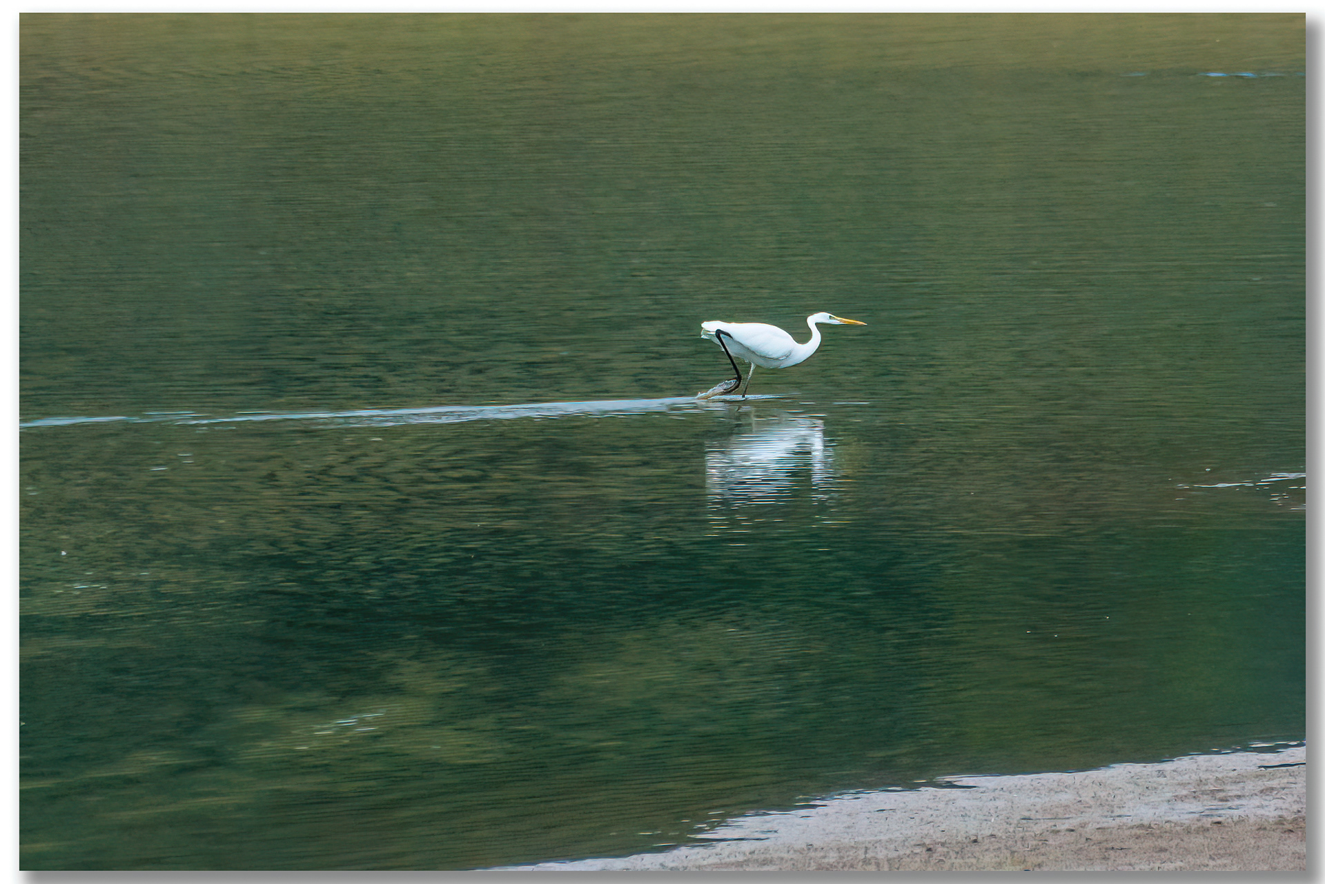 Grande Aigrette - Ardea Alba