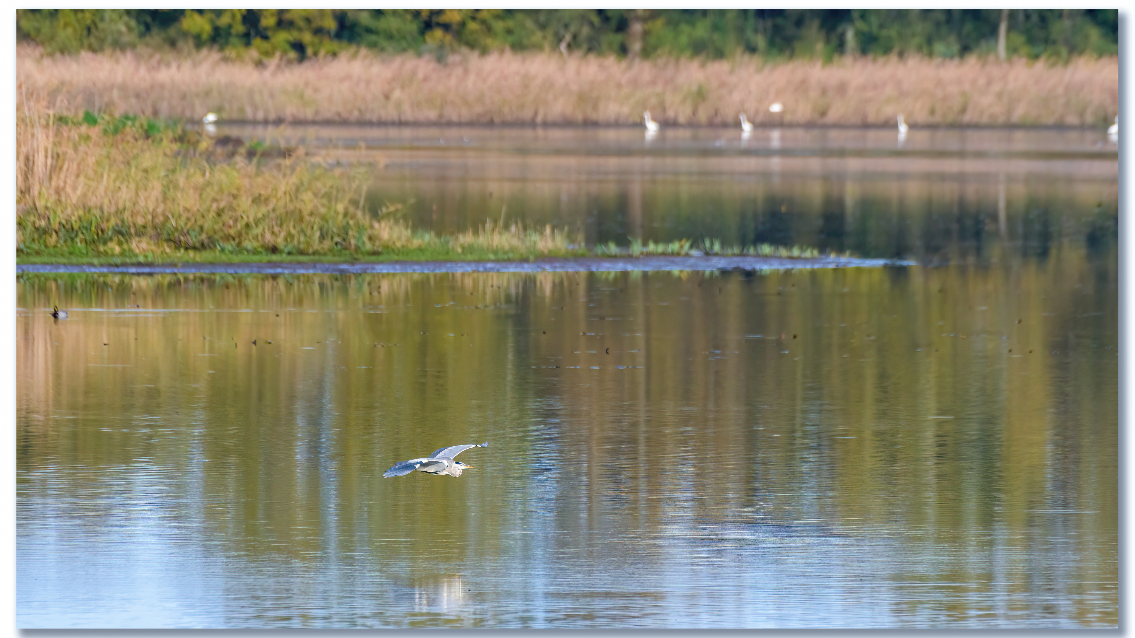 Héron cendré - Ardea Cinerea