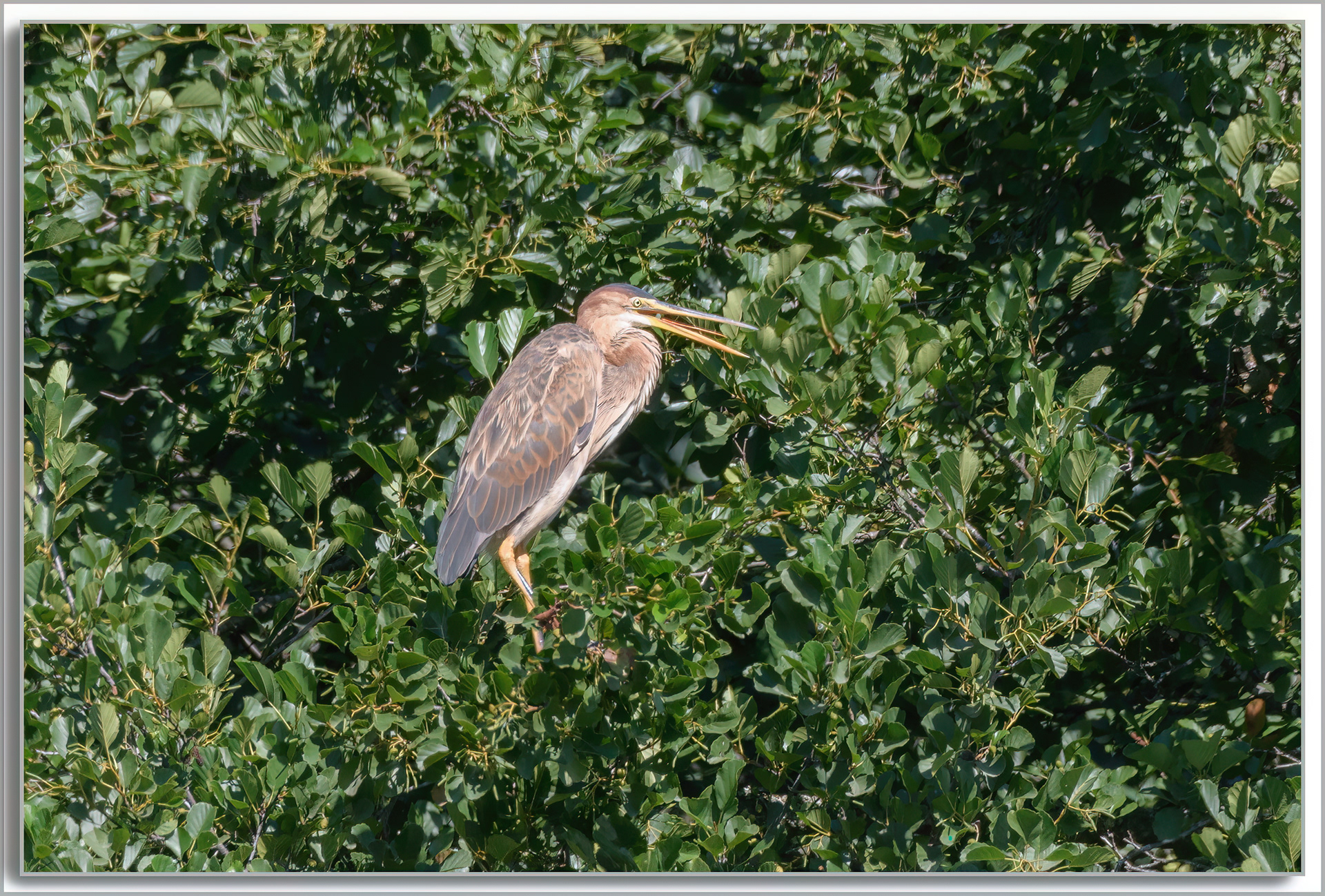 Héron pourpré - Ardea purpurea