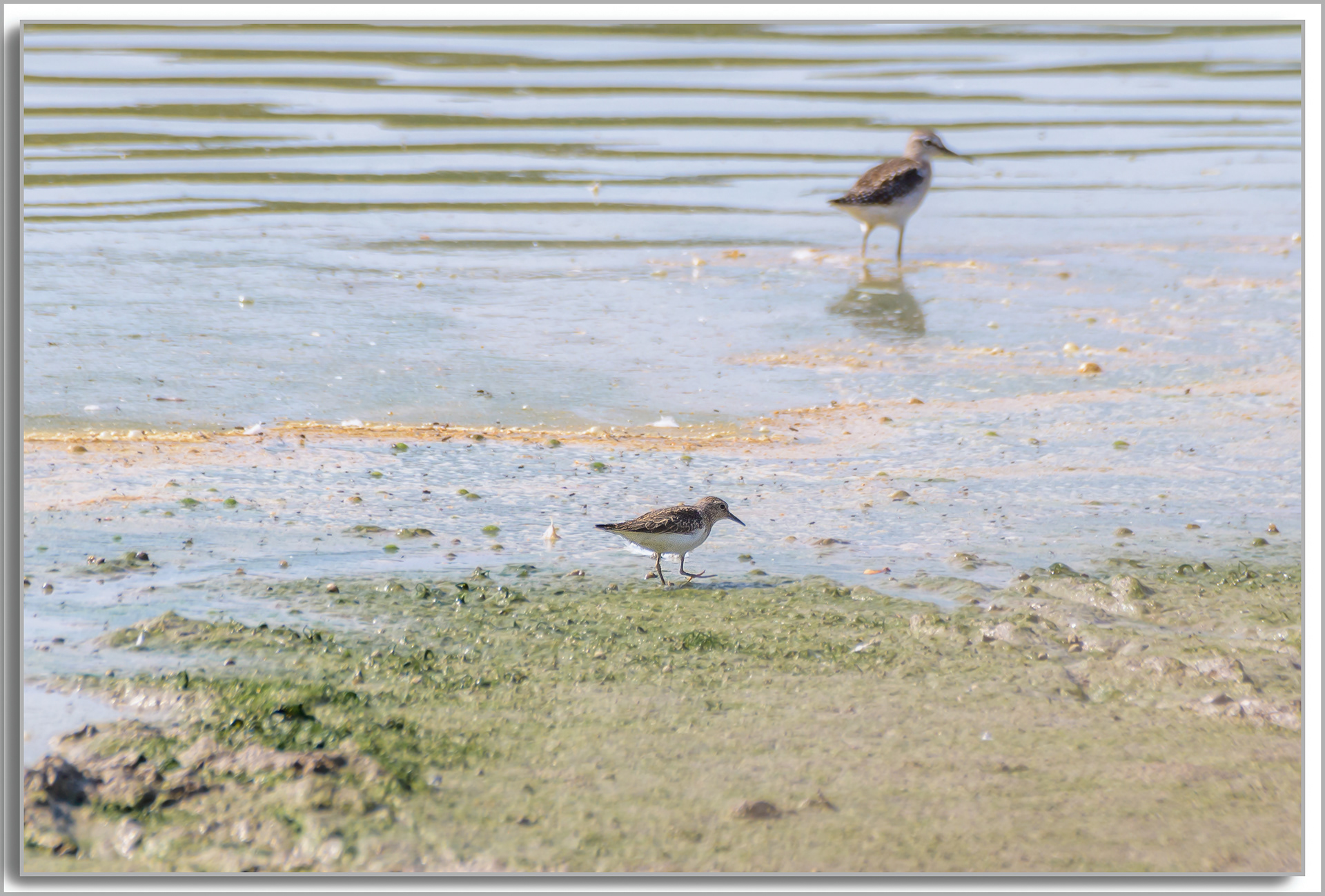 Bécasseau cocorli - Calidris ferruginea, Bécasseau de Temminck