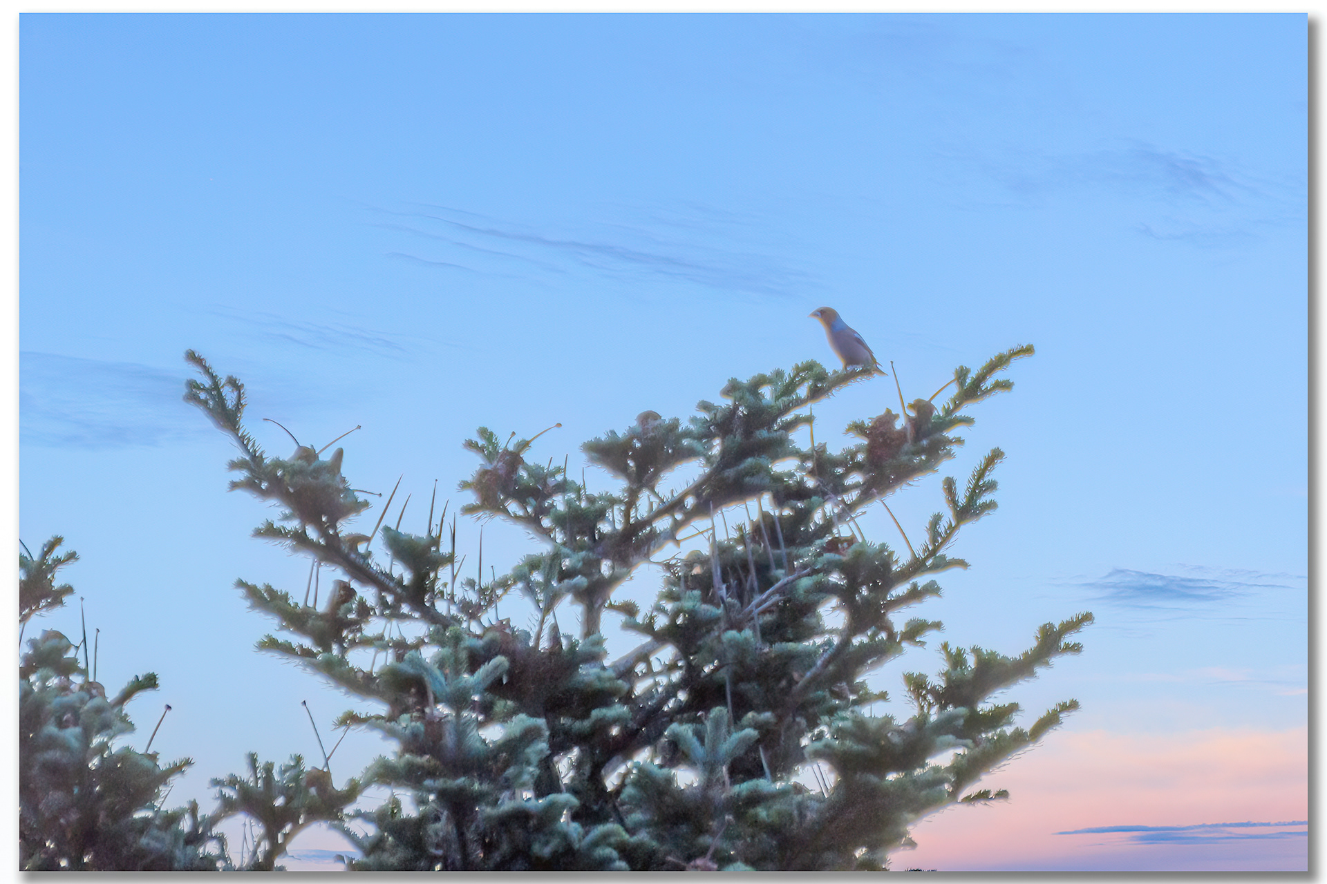 Grosbec casse-noyaux - Coccothraustes coccothraustes