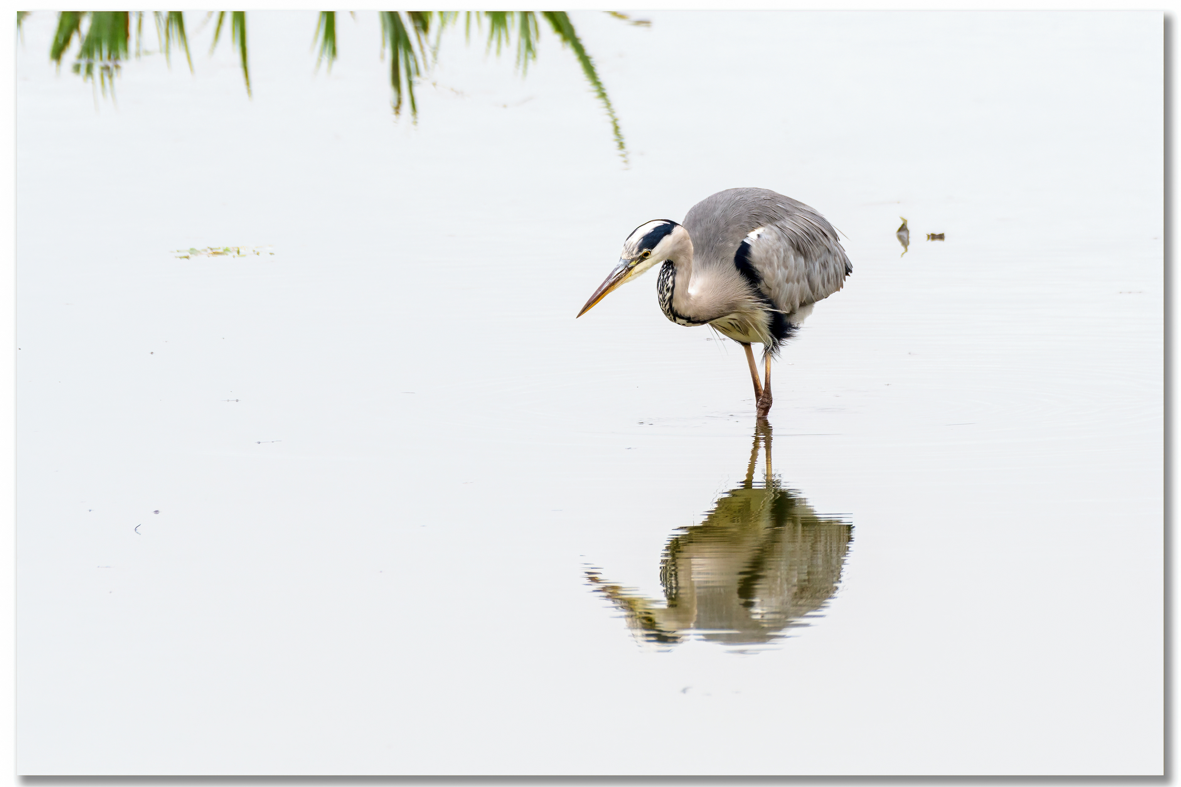 Héron cendré - Ardea Cinerea