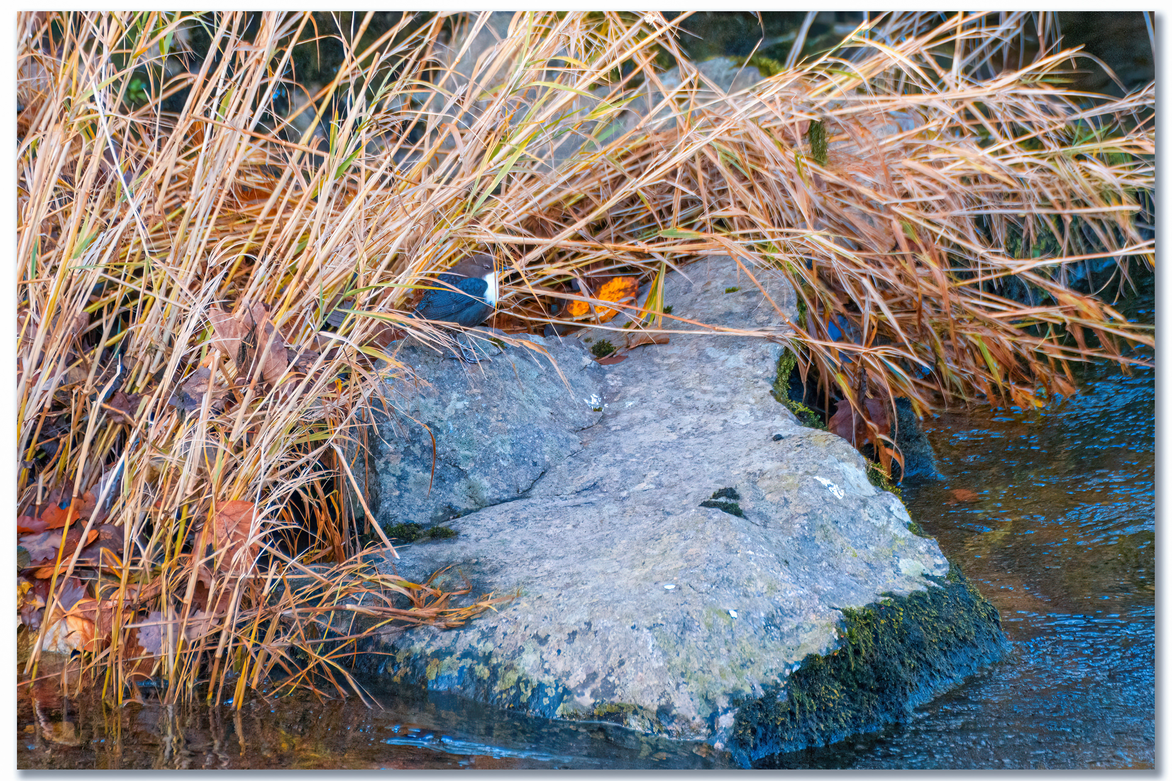 Cincle plongeur - Cinclus cinclus