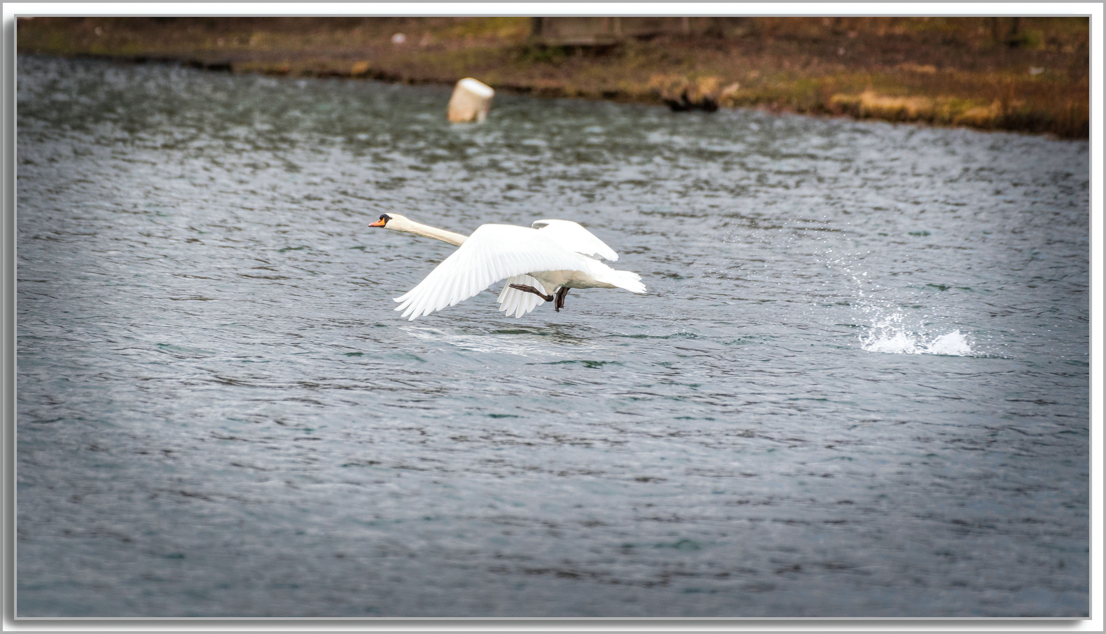 Cygne turberculé - Cygnus Olor