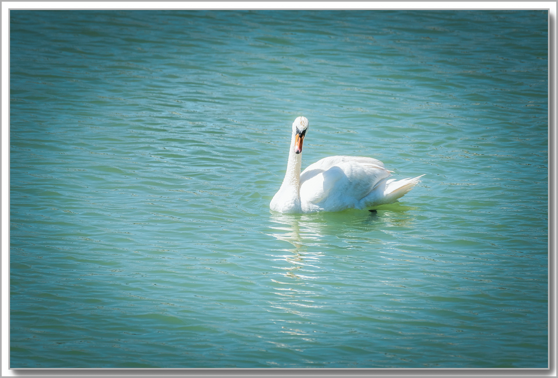 Cygne tuberculé - Cygnus olor