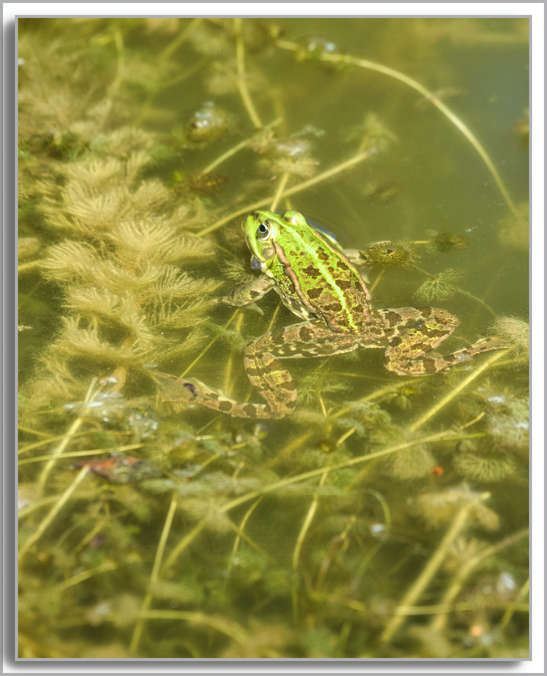 Grenouille comestible - Pelophylax kl. esculentus