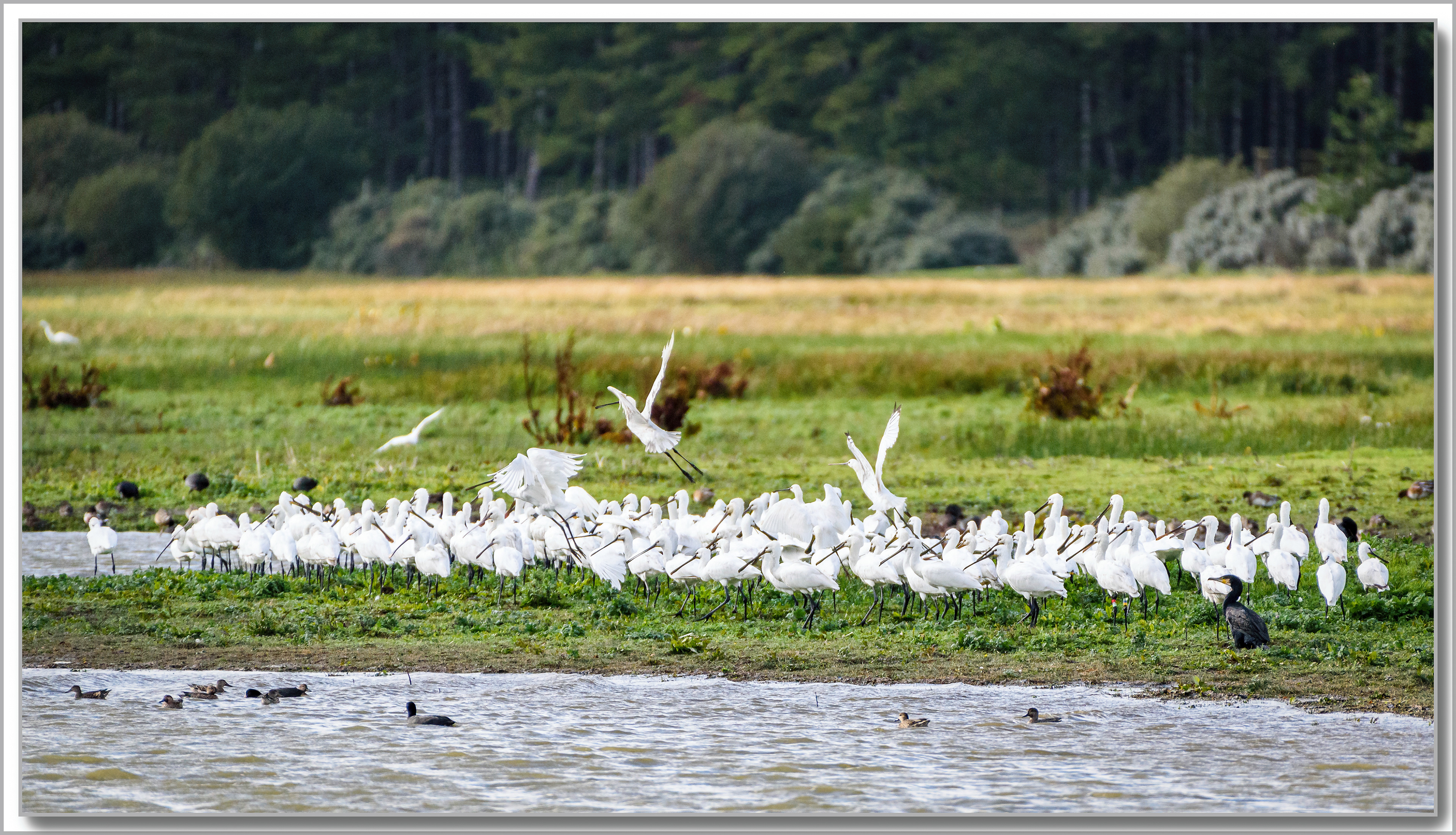 Spatule banche - Platalea leucorodia