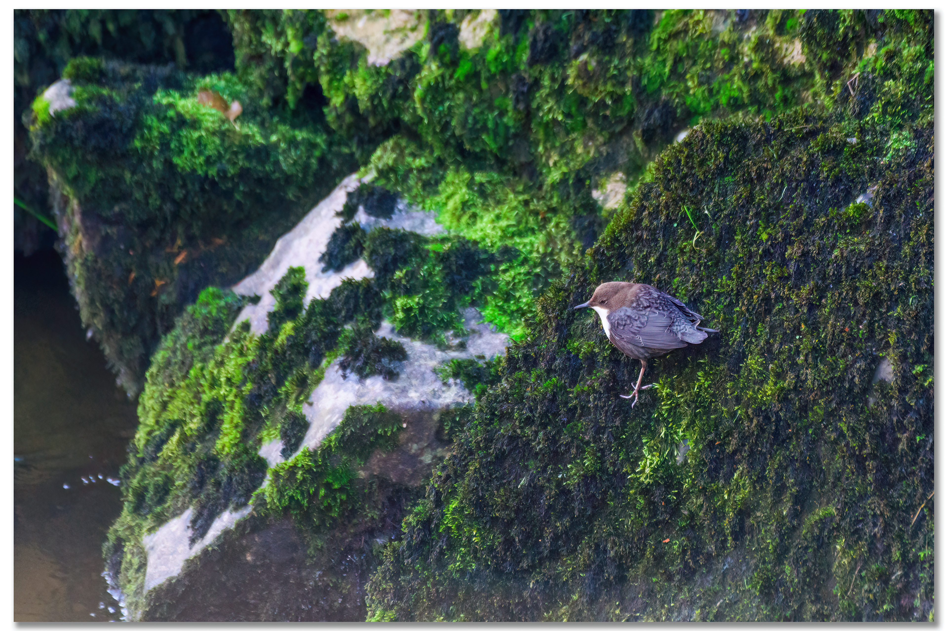 Cincle plongeur - Cinclus cinclus