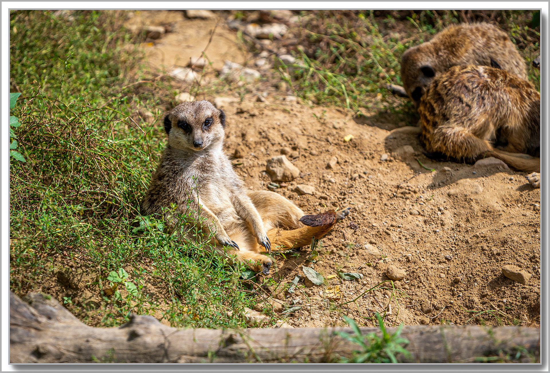 Suricate - Suricata Suricatta