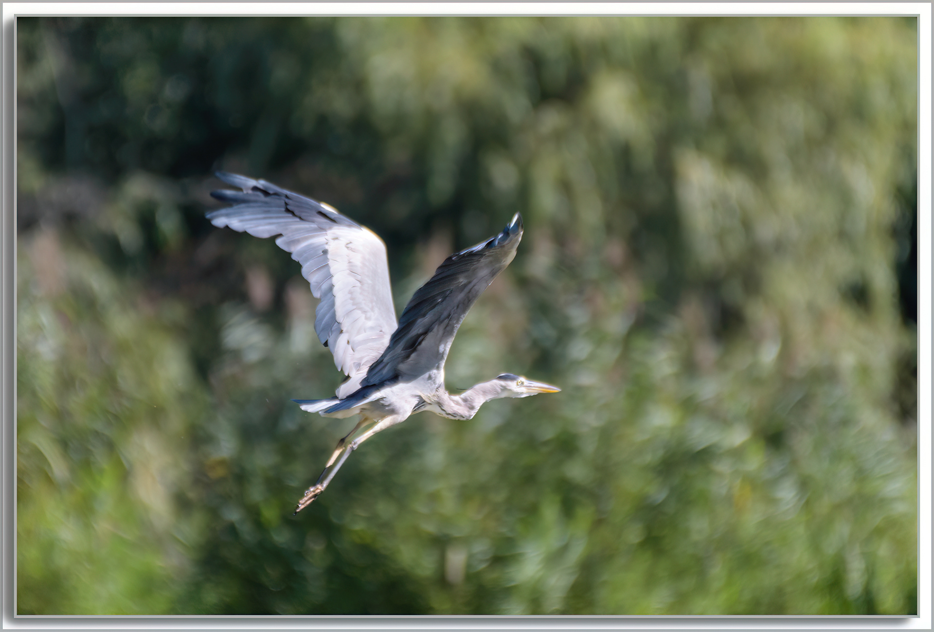 Héron cendré - Ardea Cinerea