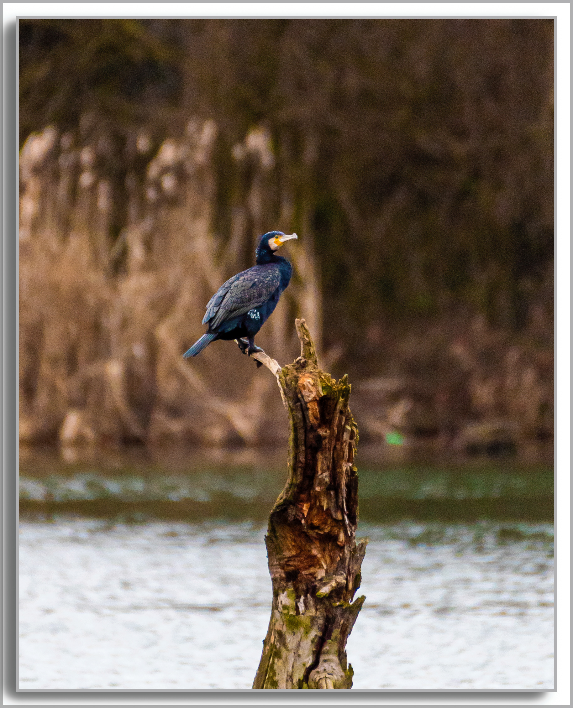 Grand Cormoran - Phalacrocorax carbo