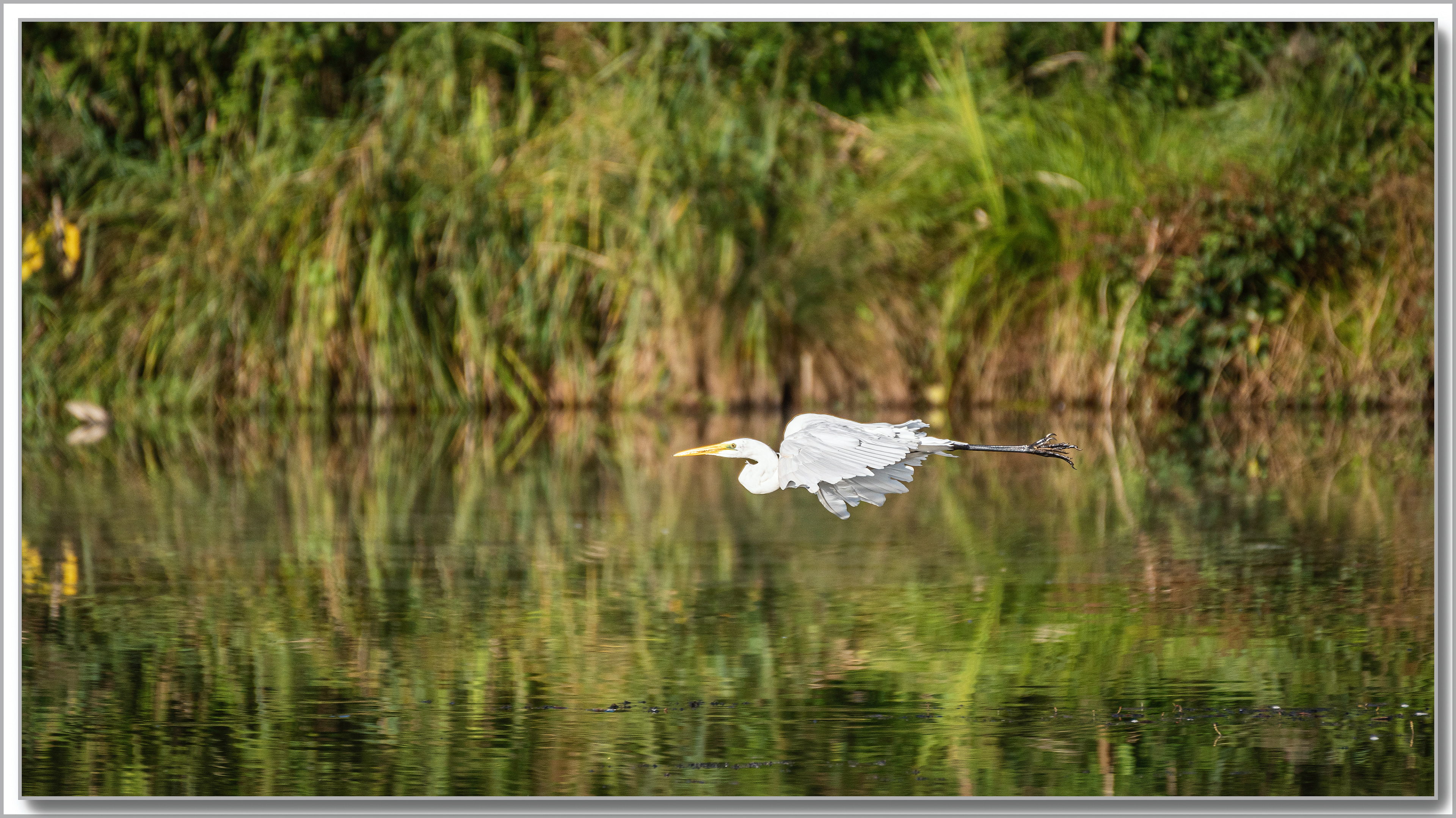 Grande Aigrette - Ardea Alba