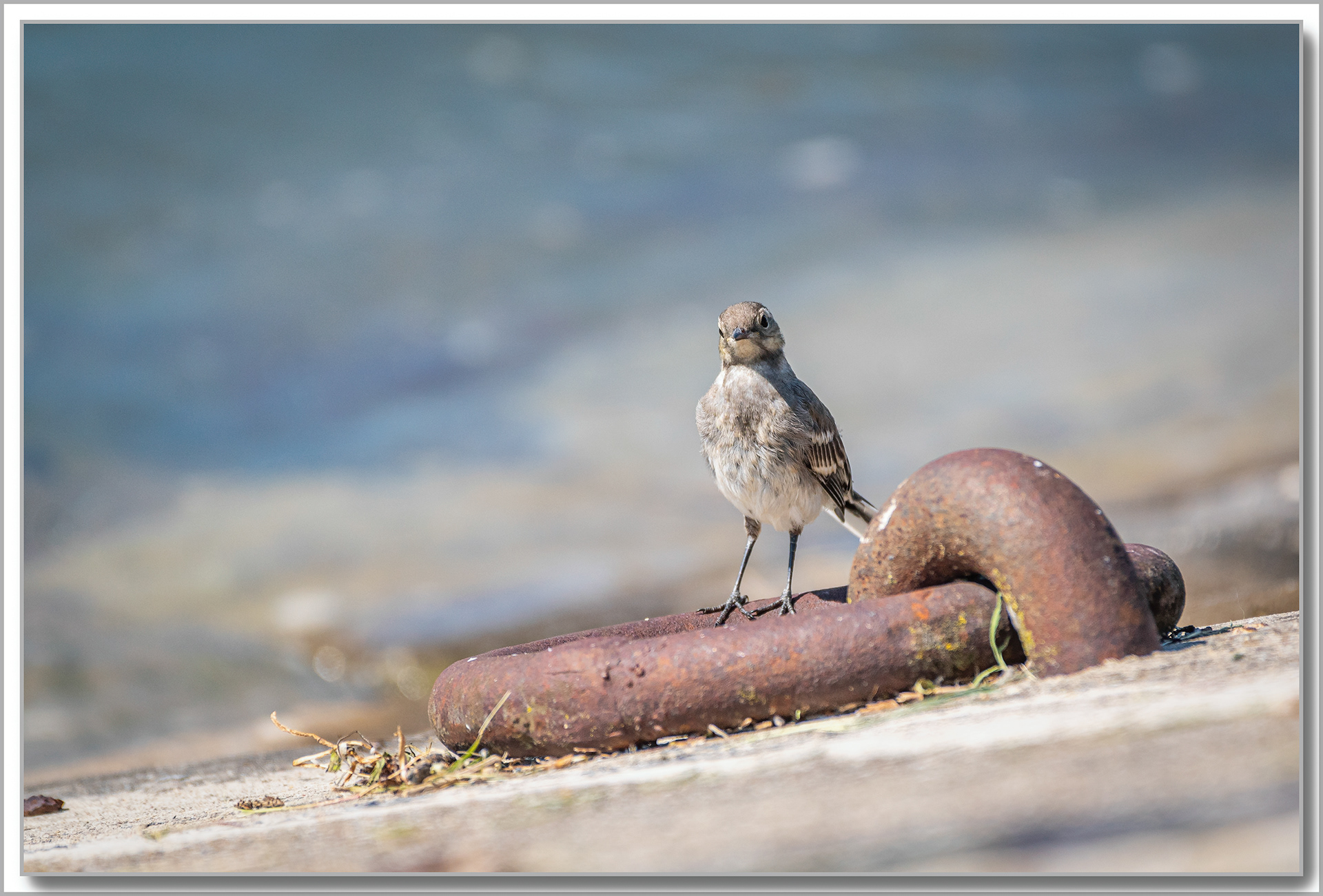 Bergeronnette grise - Motacilla alba