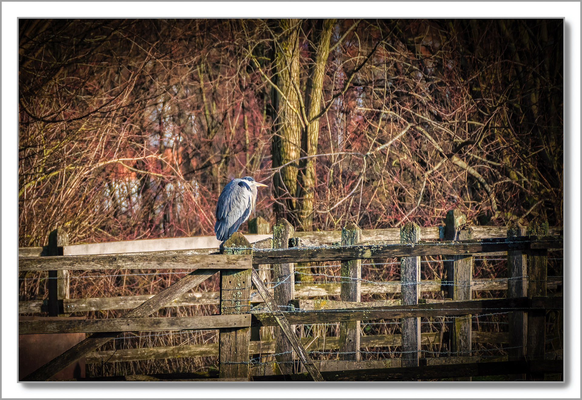 Héron cendré - Ardea cinerea