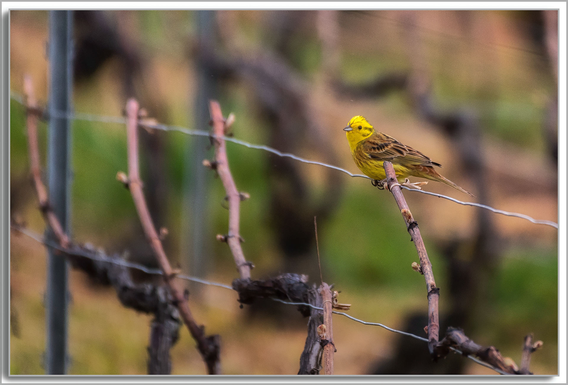 Bruant jaune - Emberiza citrinella