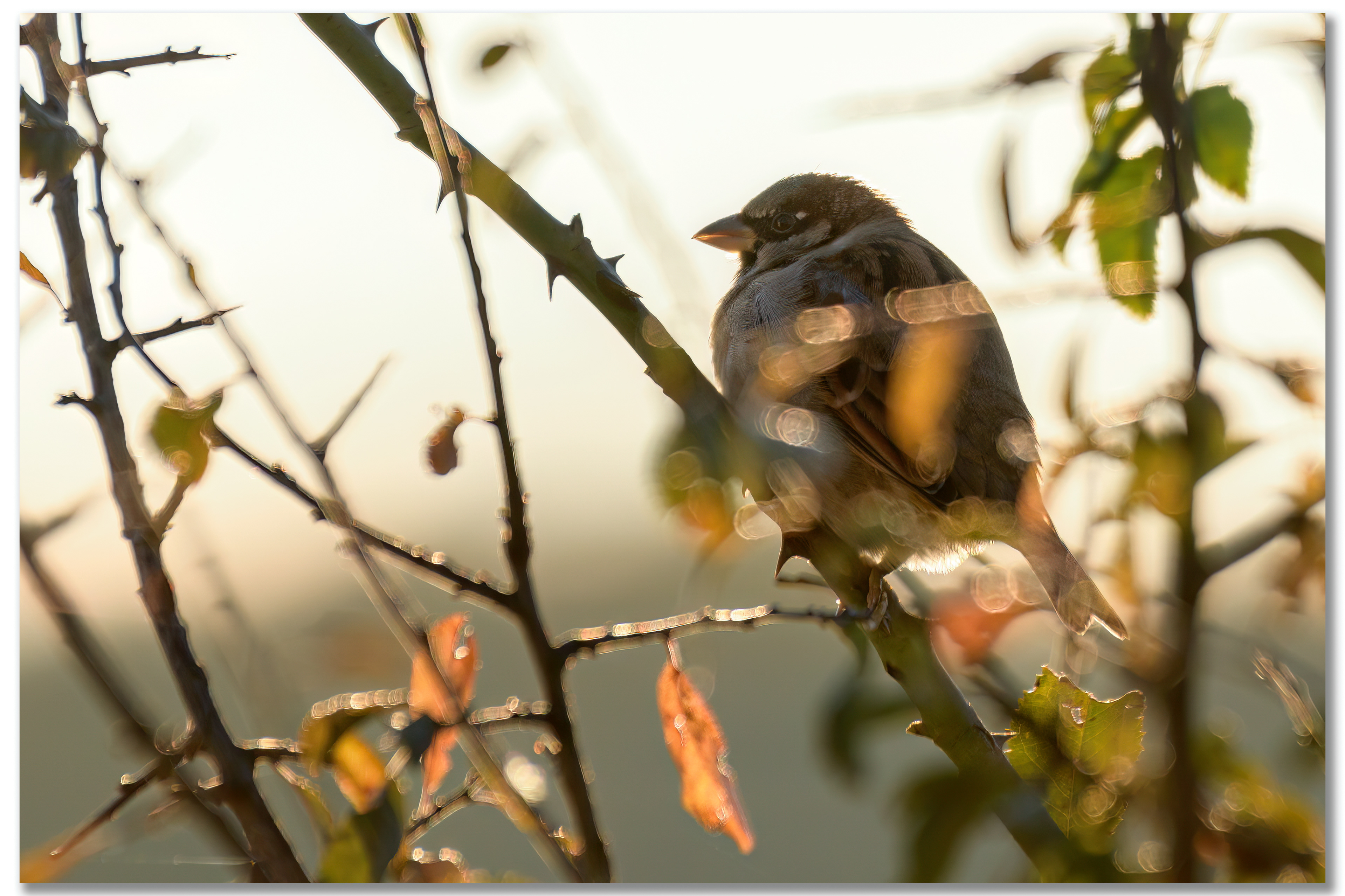 Moineau domestique - Passer domesticus