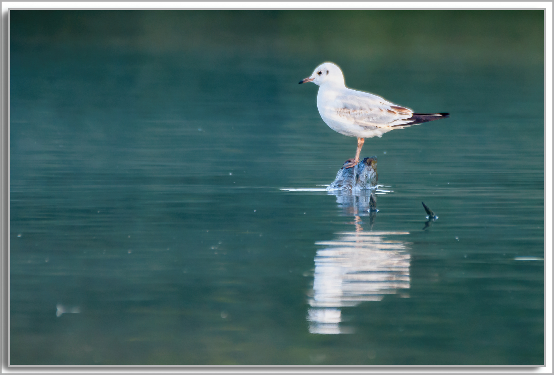 Mouette rieuse - Chroicocephalus ridibundus