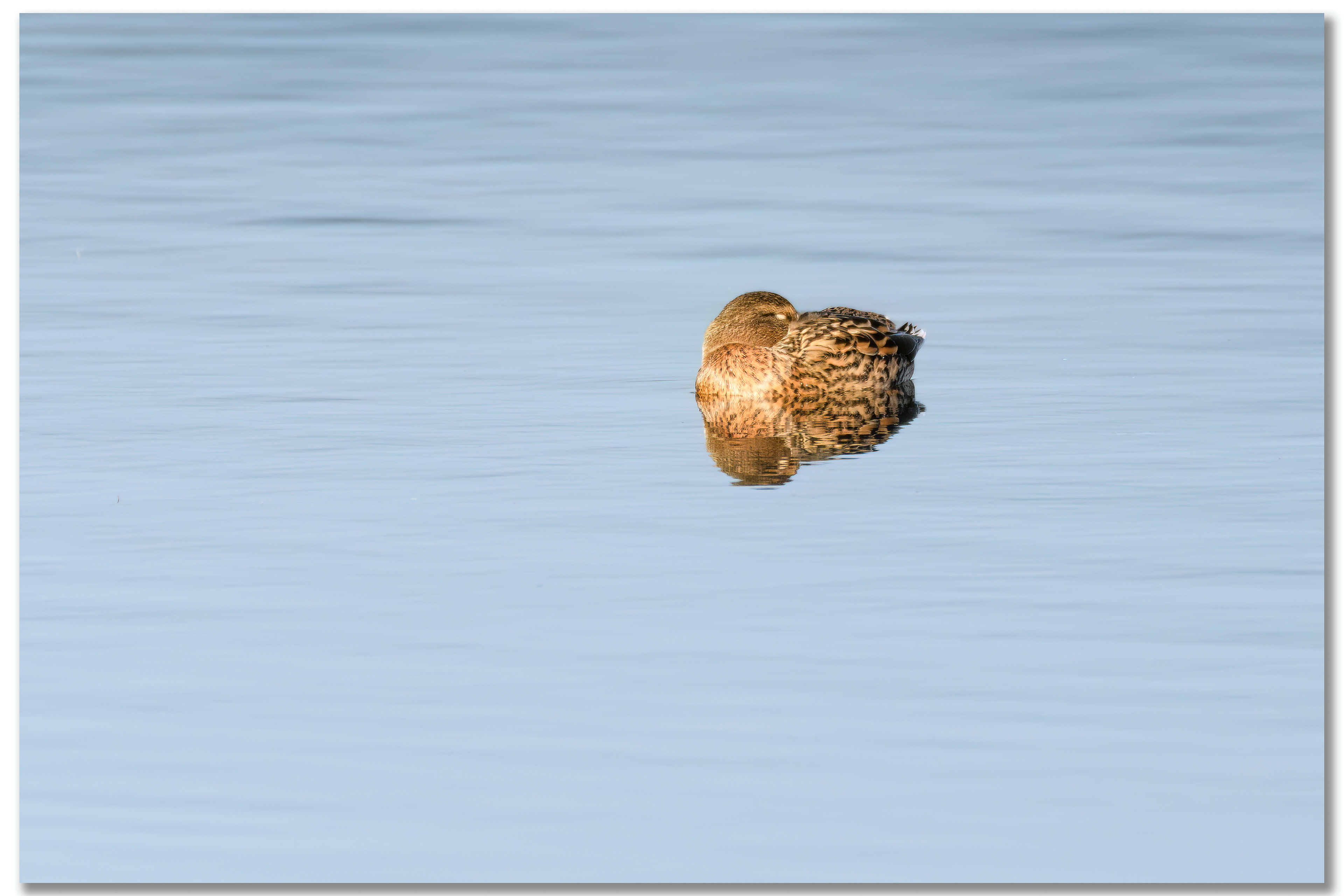 Canard Colvert - Anas platyrhynchos femelle