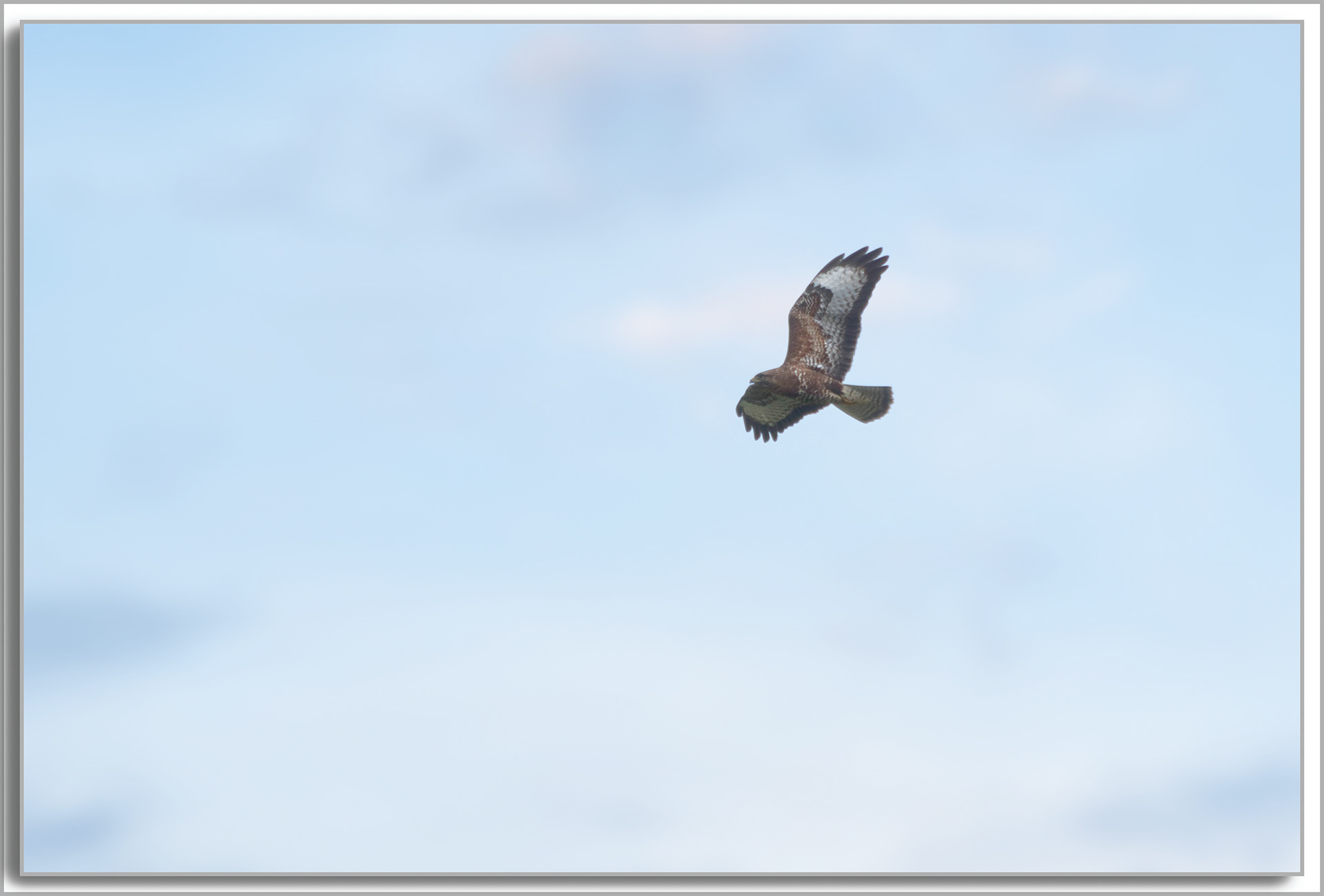 Buse variable - Buteo Buteo