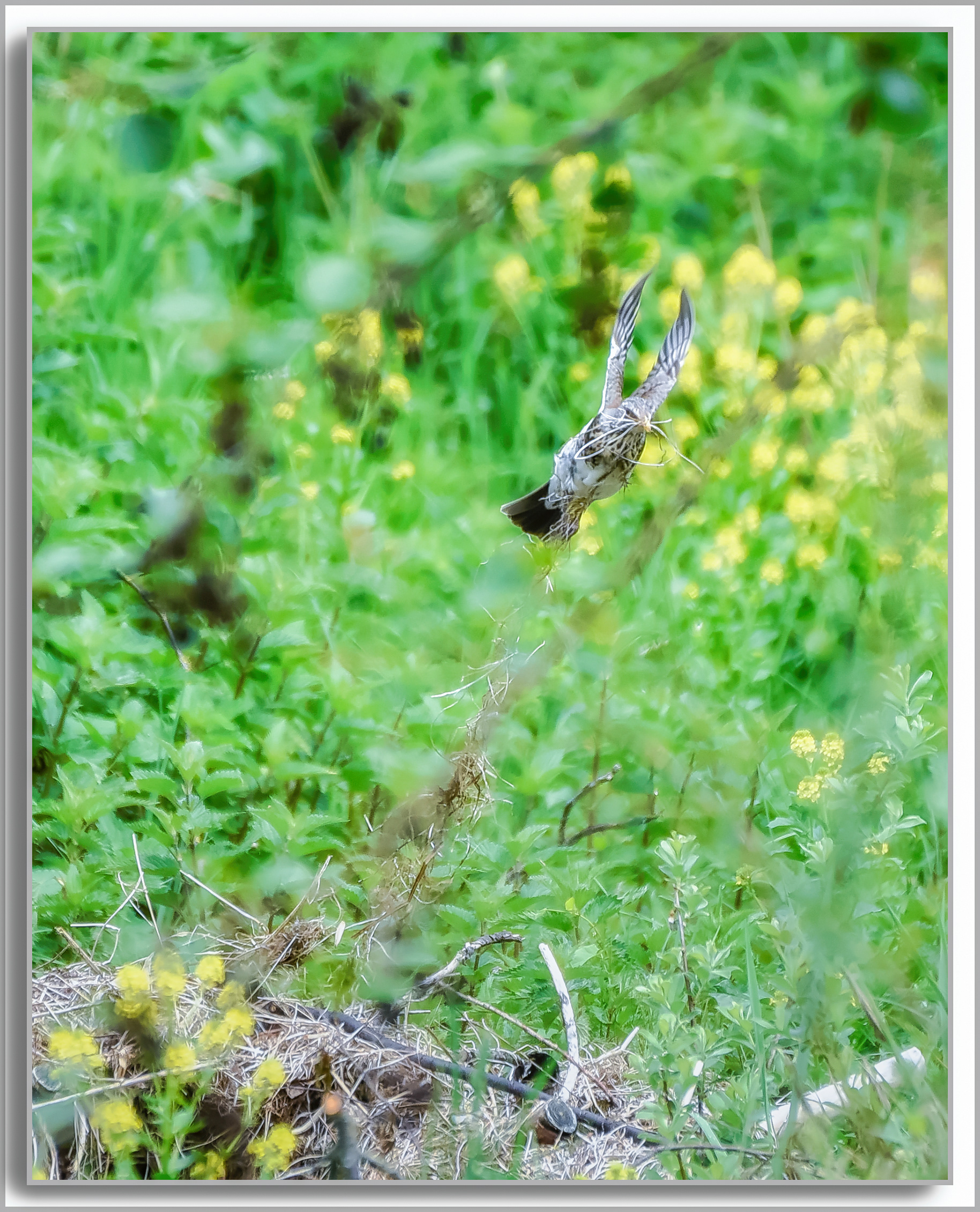 Grive litorne - Turdus pilaris