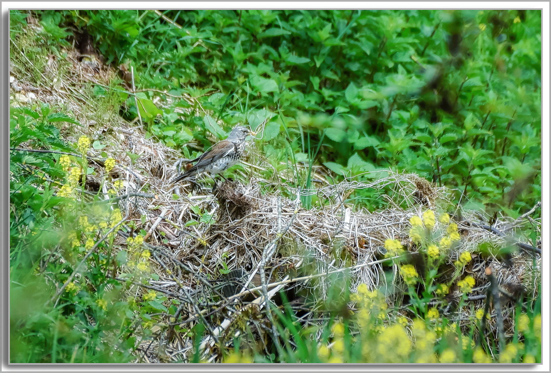 Grive litorne - Turdus pilaris