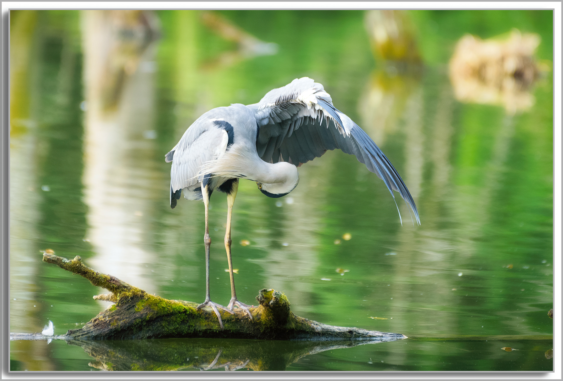 Héron cendré - Ardea Cinerea
