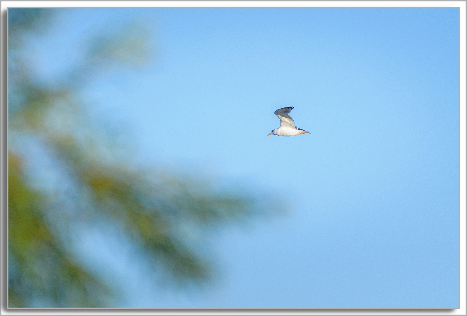 Goéland leucophée - Larus michahellis