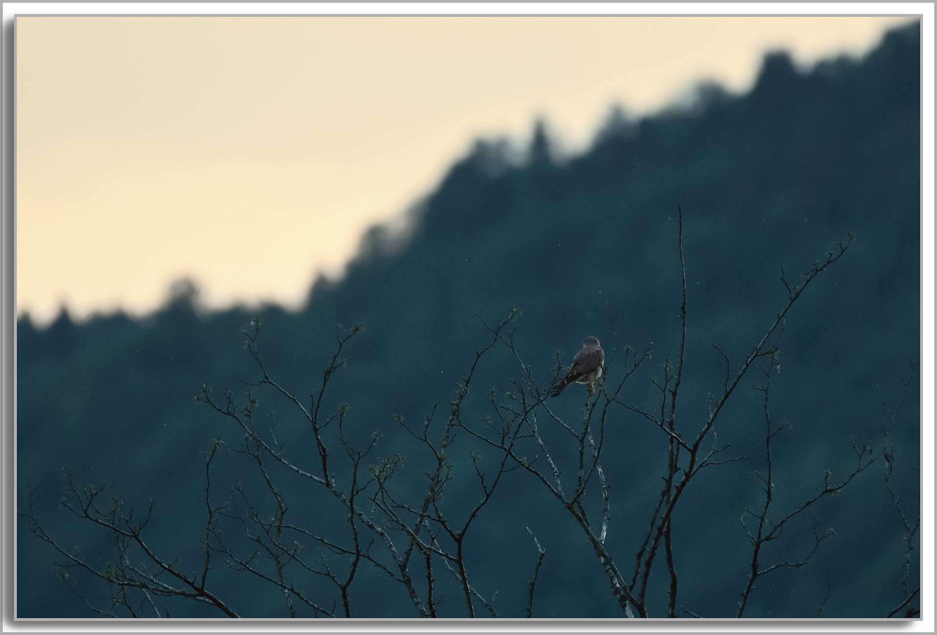 Faucon crécerelle - Falco Tinnunculus
