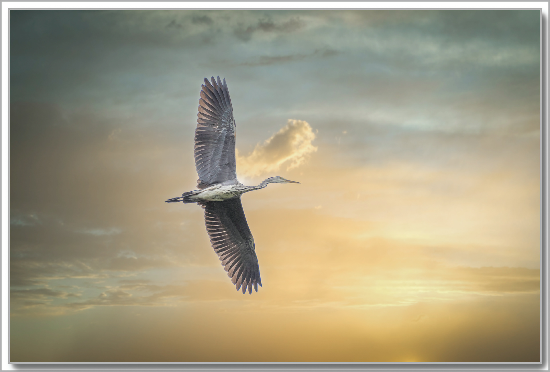 Héron cendré - Ardea Cinerea