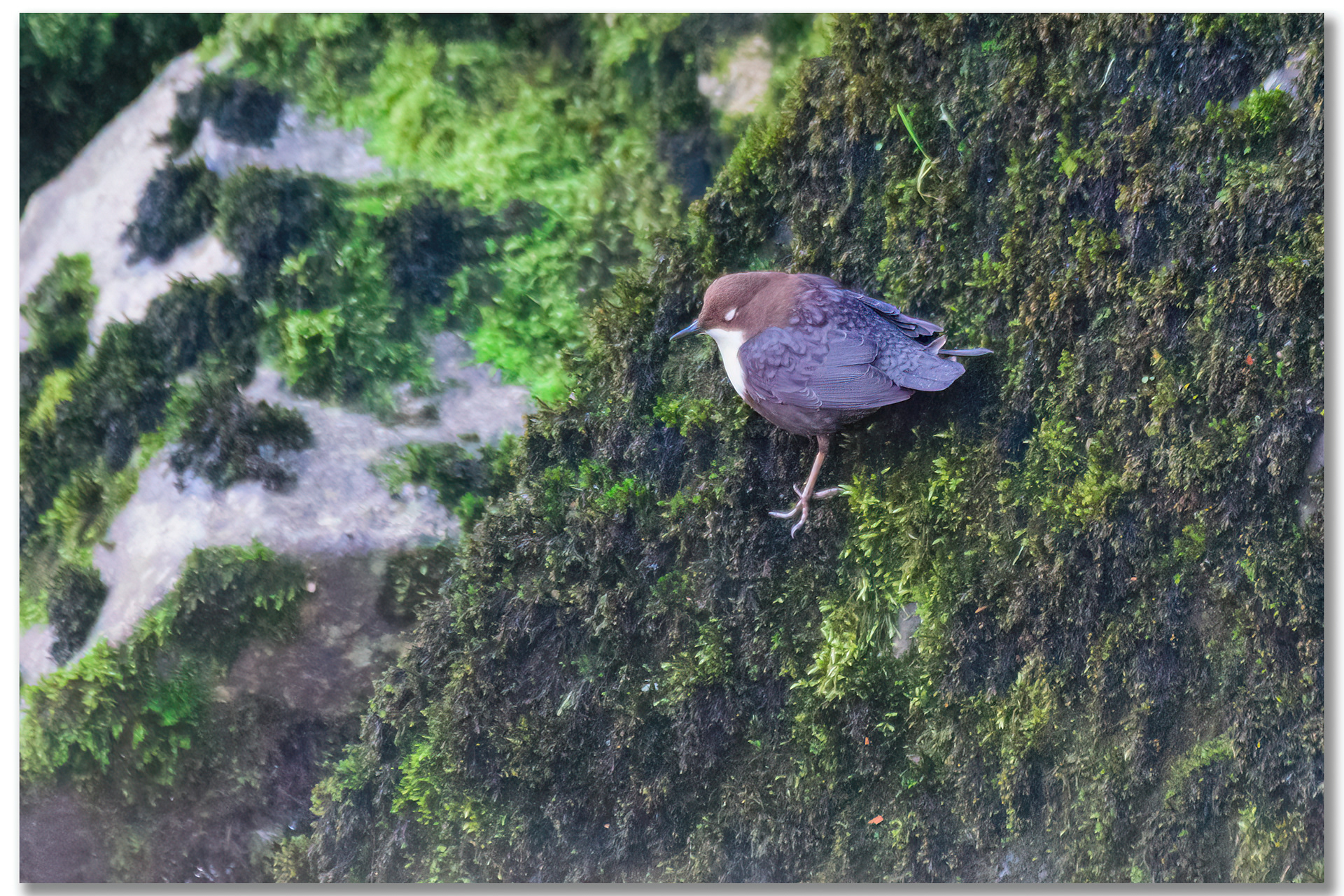 Cincle plongeur - Cinclus cinclus