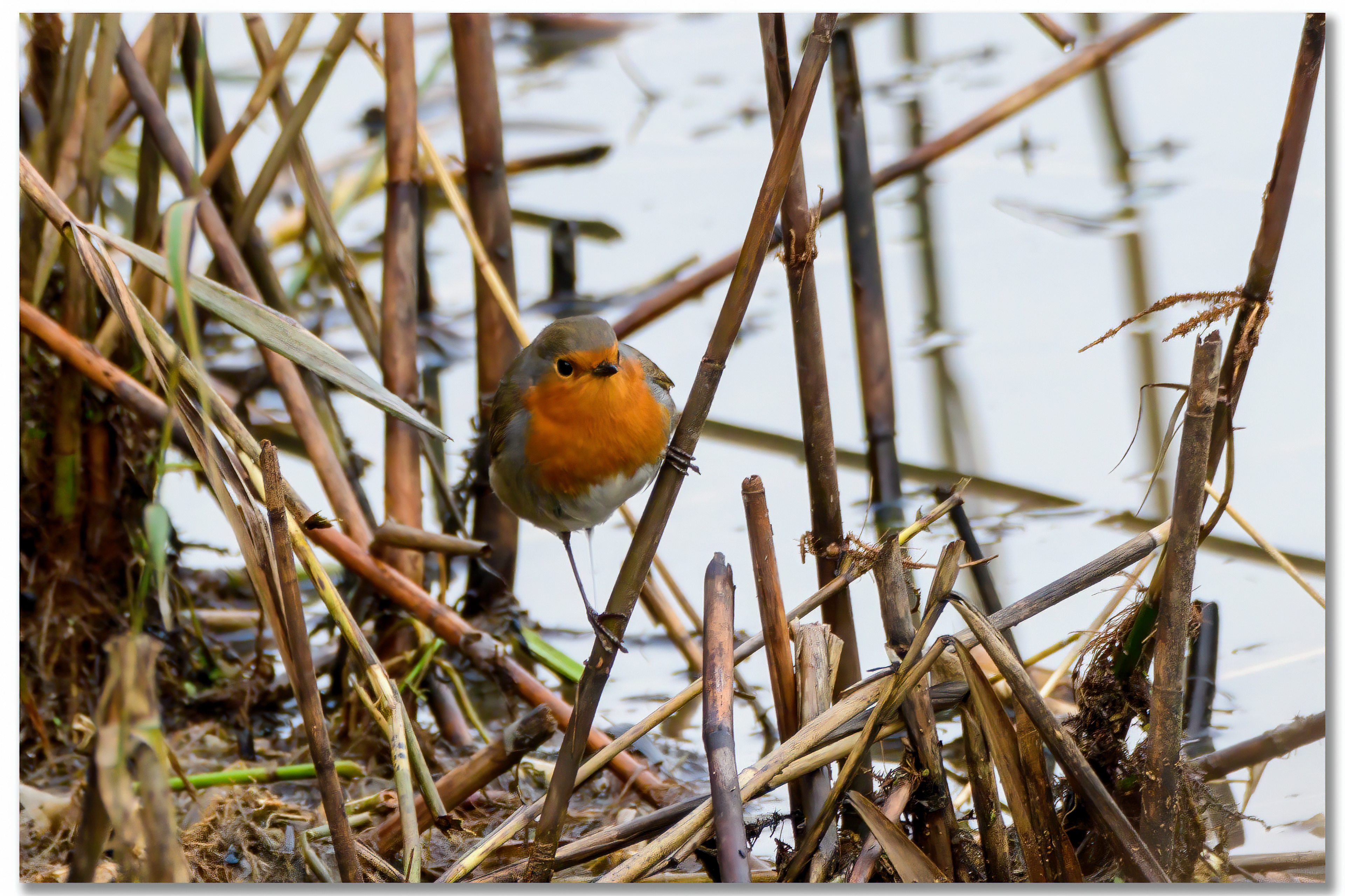 Rougegorge familier - Erithacus rubecula