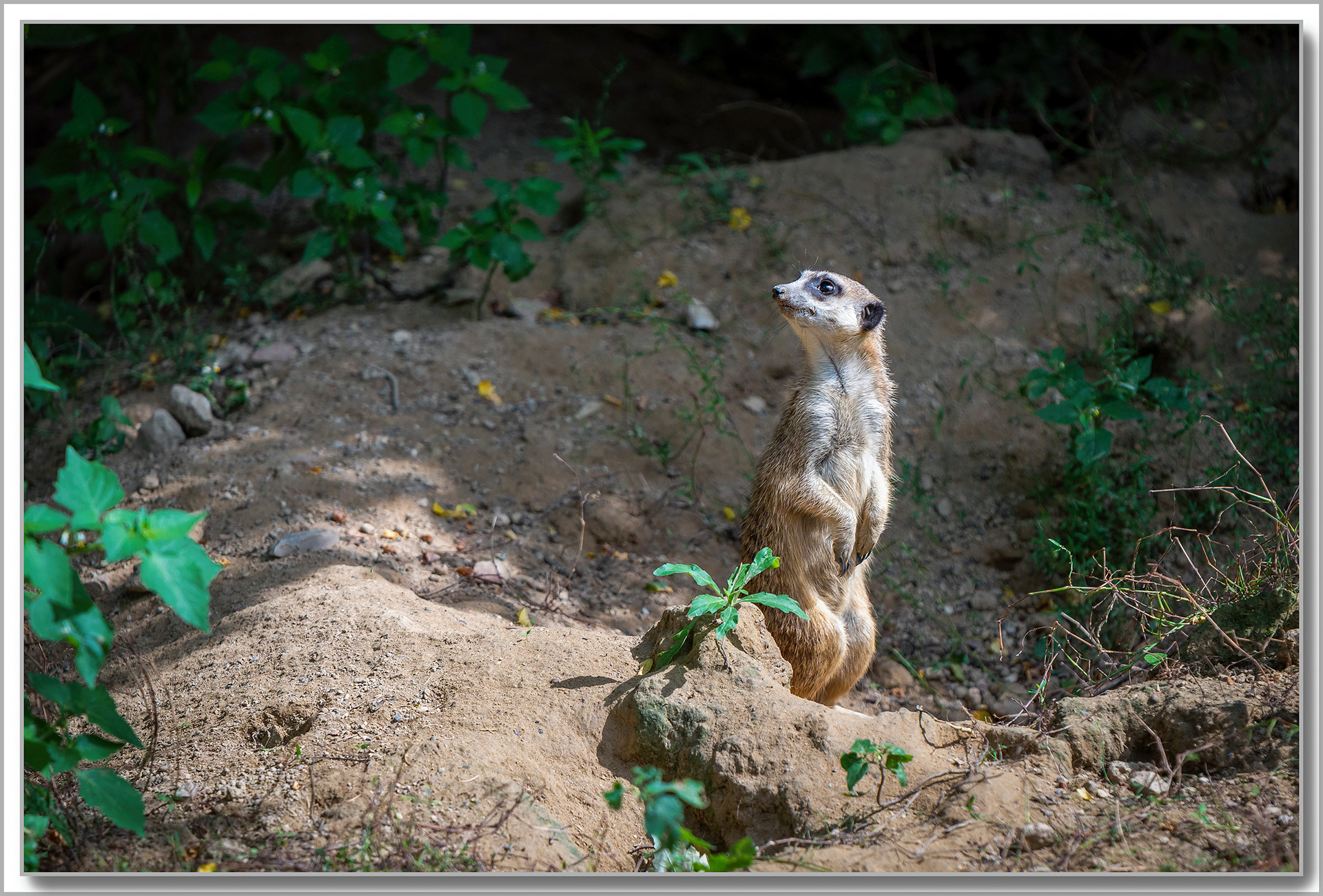 Suricate - Suricata Suricatta