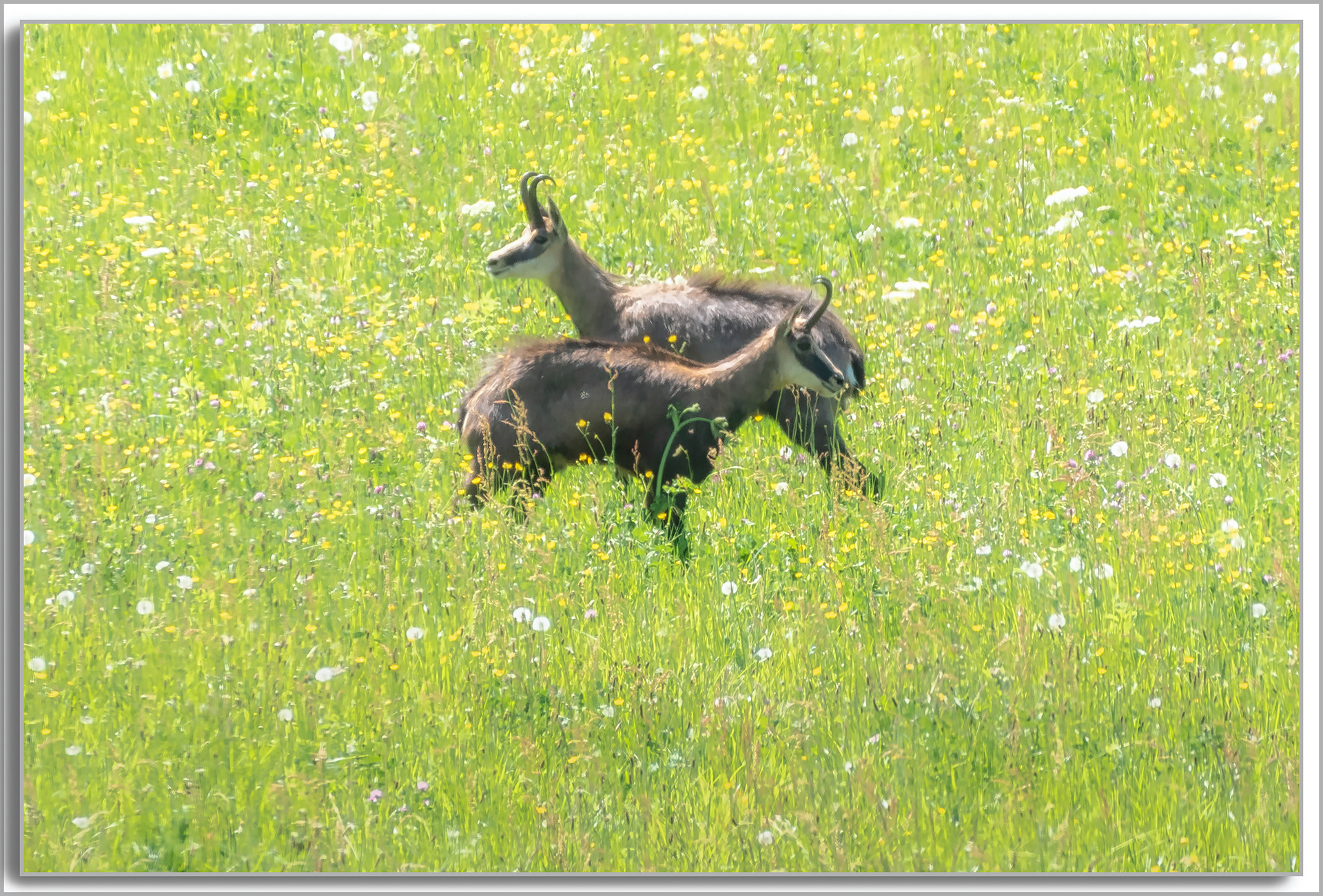 Chamois - Rupicapra rupicapra