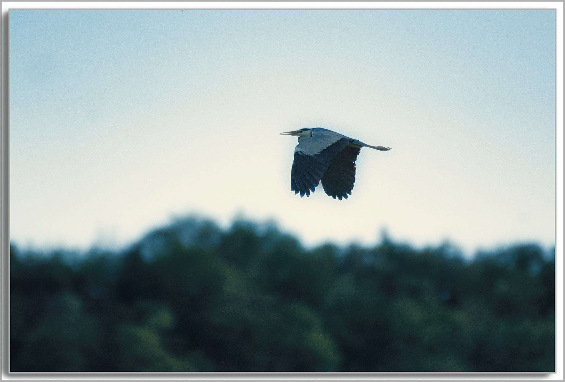 Héron cendré - Ardea Cinerea