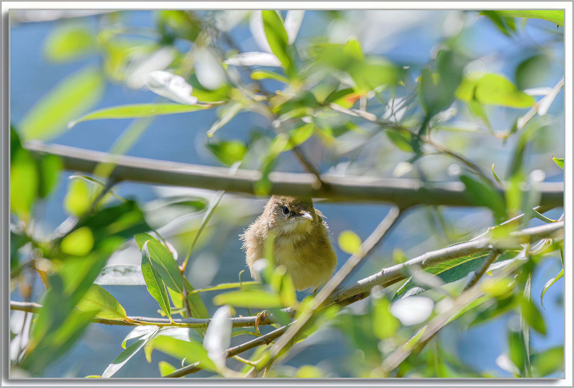 Pouillot véloce - Phylloscopus Collybita