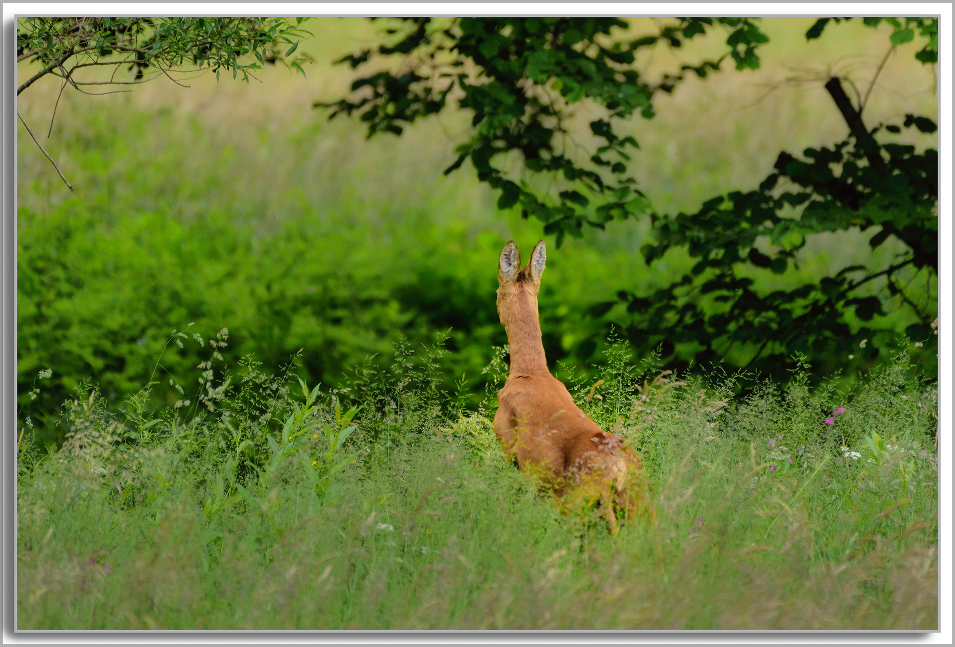 Chevreuil - Capreolus capreolus