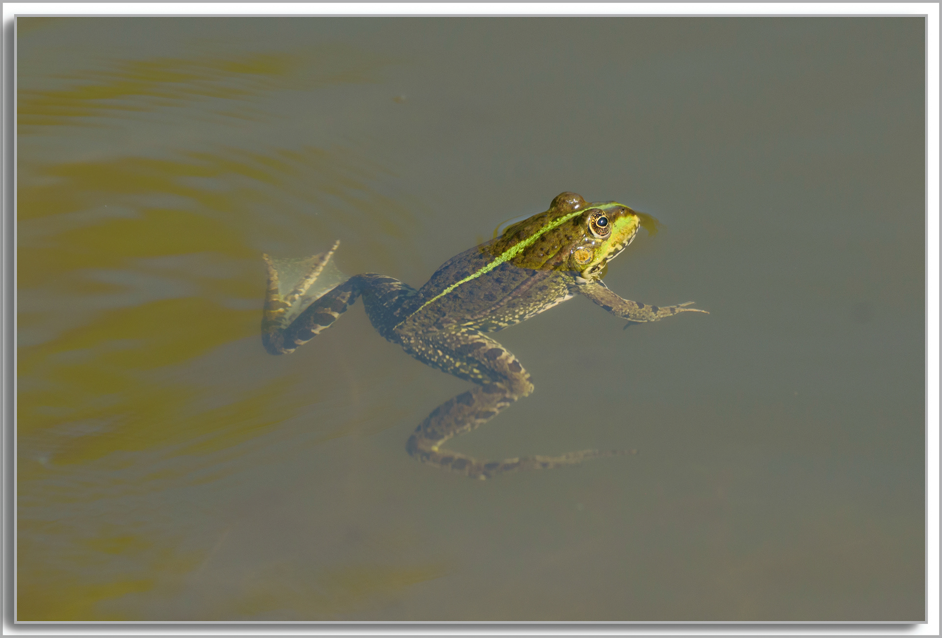 Grenouille comestible - Pelophylax kl. esculentus
