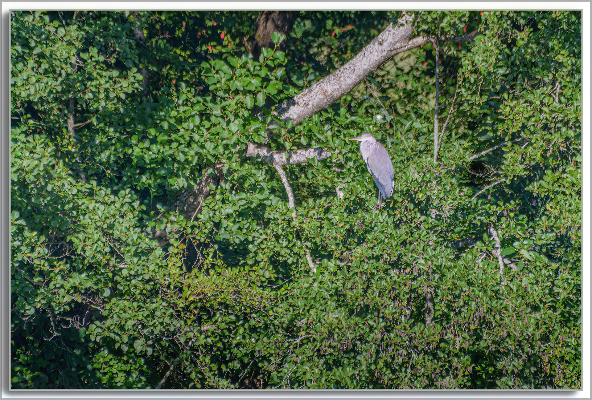 Héron cendré - Ardea Cinerea