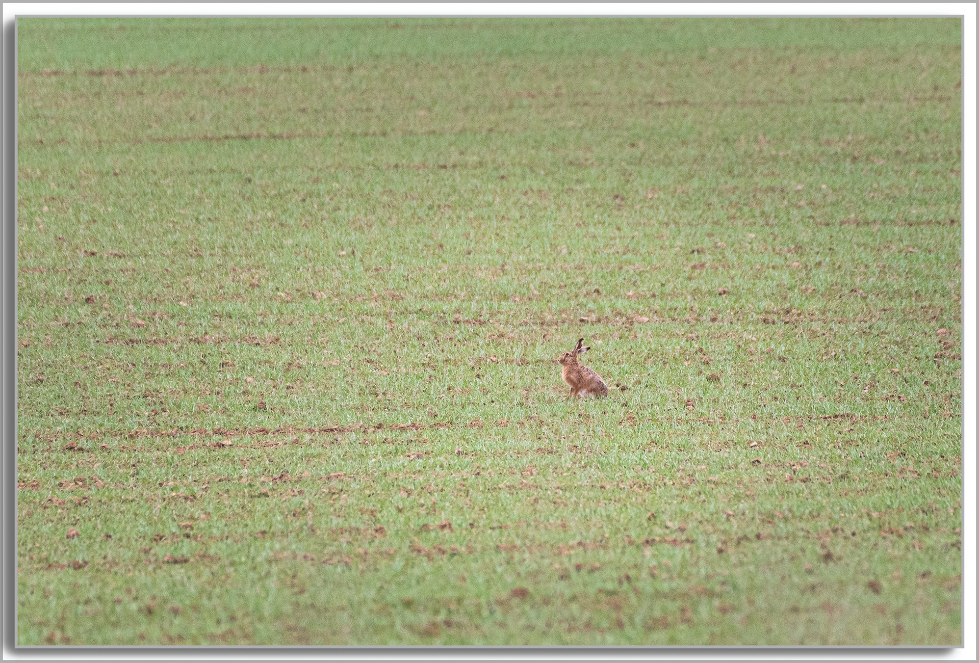 Lièvre d'Europe - Lepus europaeus