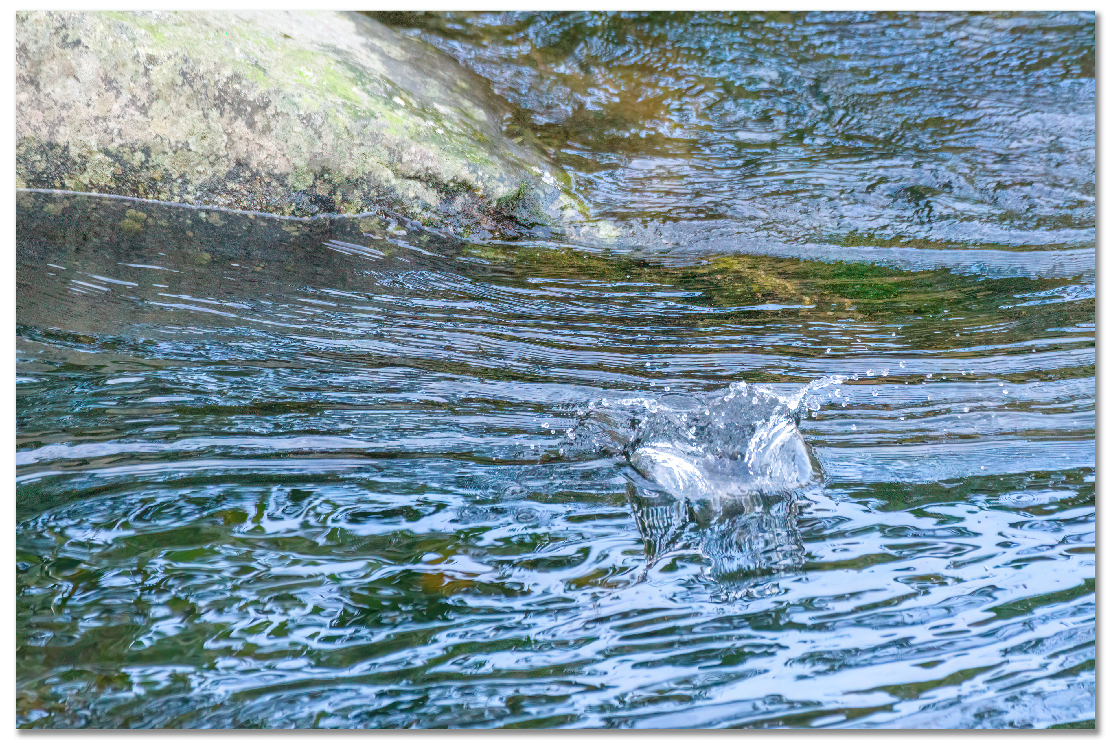 Cincle plongeur - Cinclus cinclus