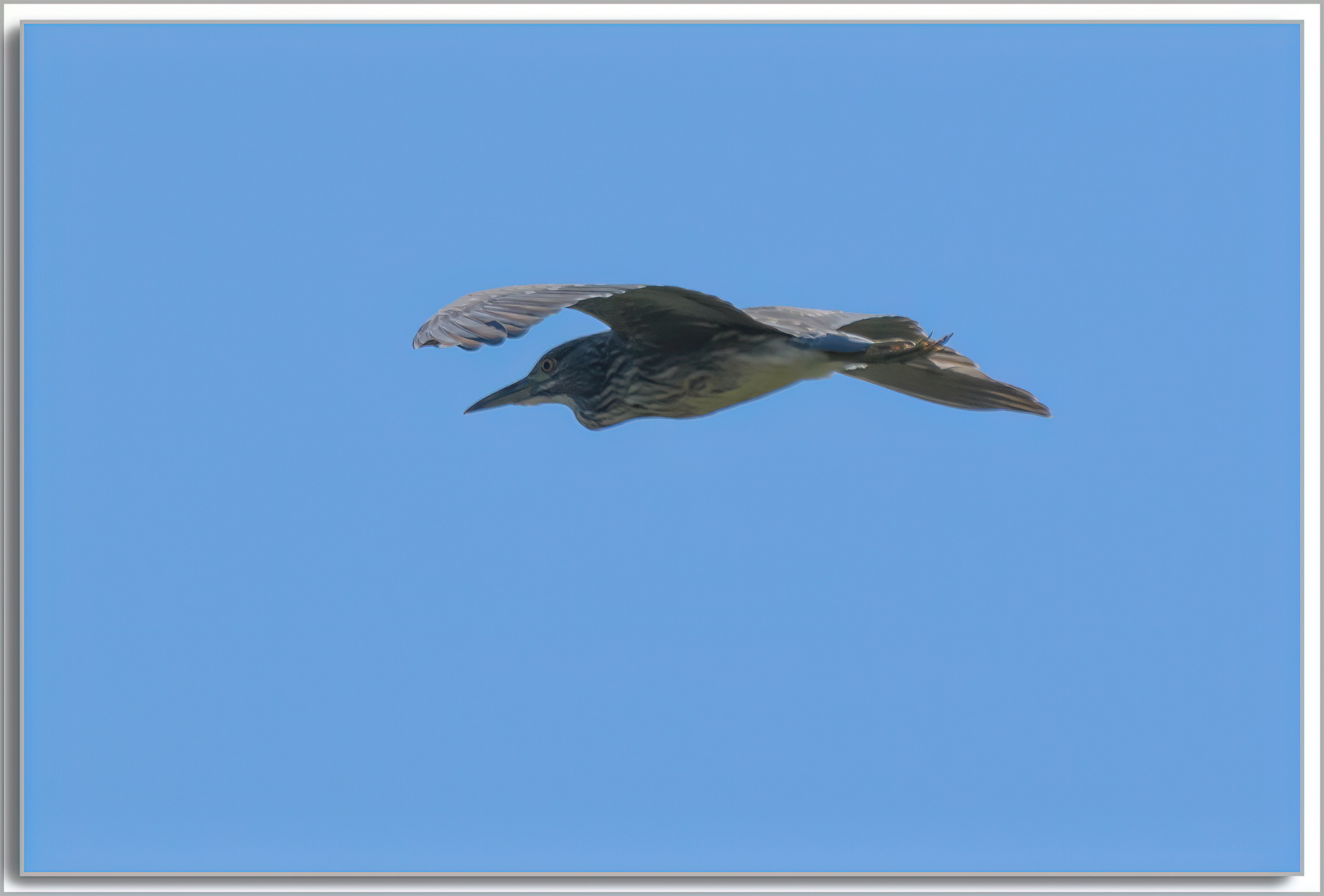 Bihoreau gris - Nycticorax nycticorax
